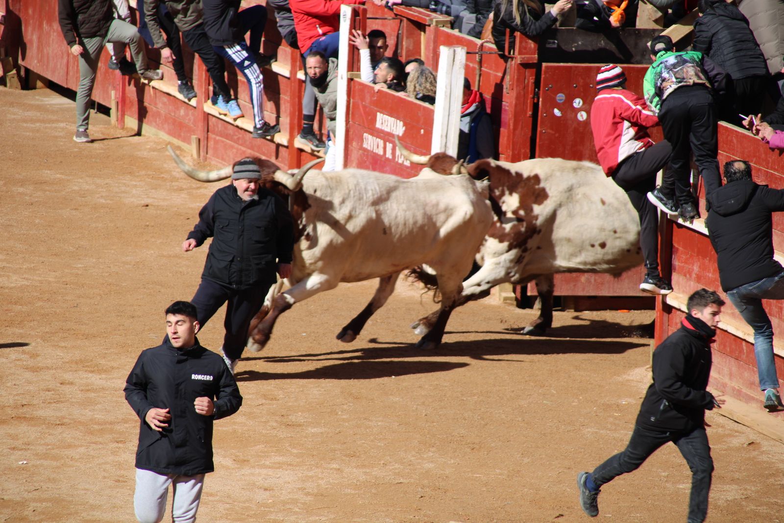 Encierro de sábado en el Carnaval del toro 2026 de Ciudad Rodrigo