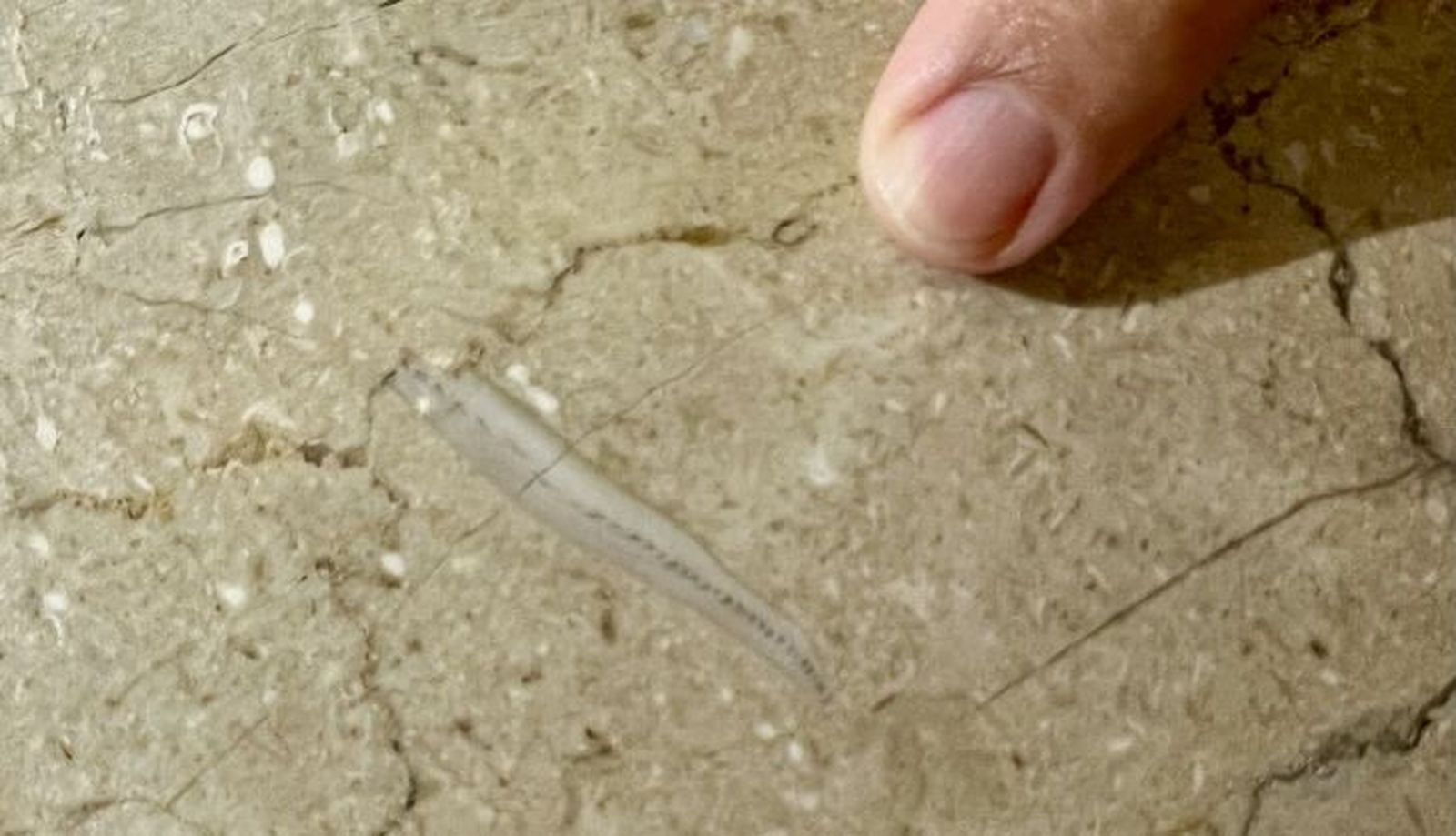 Ejemplo de resto fósil 