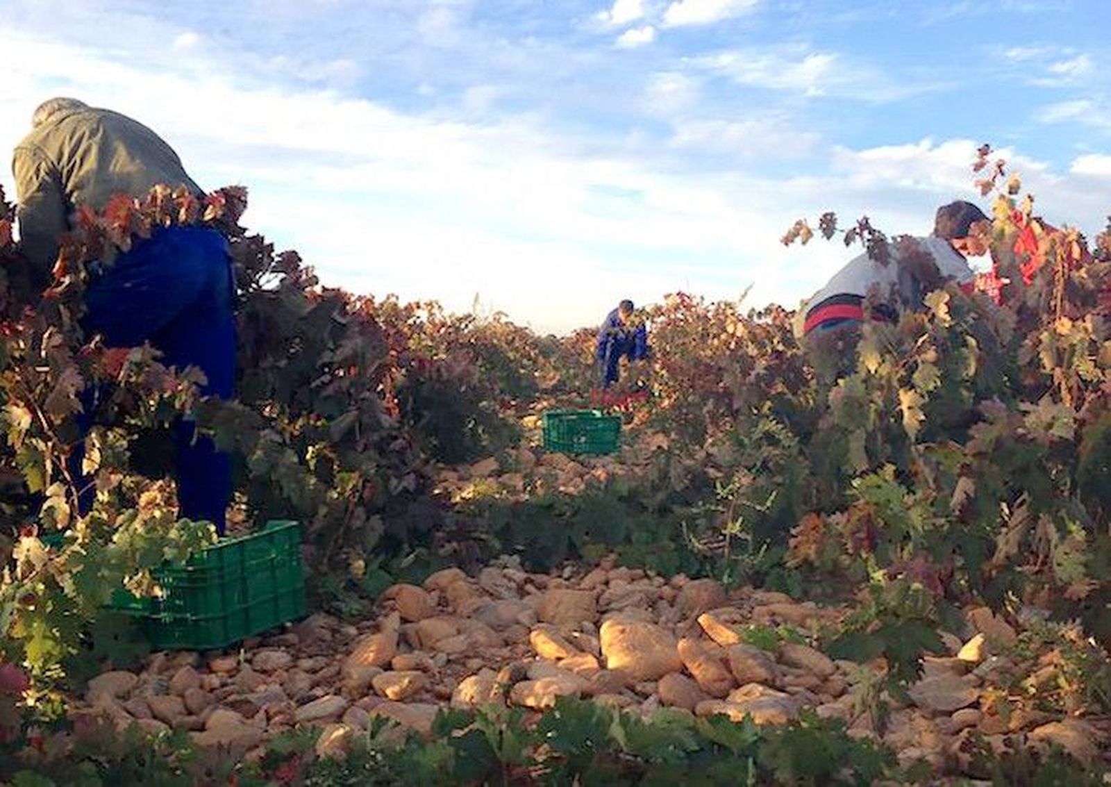 Bodegas Torres y Legado de Orniz se incorporan a la D.O. Toro