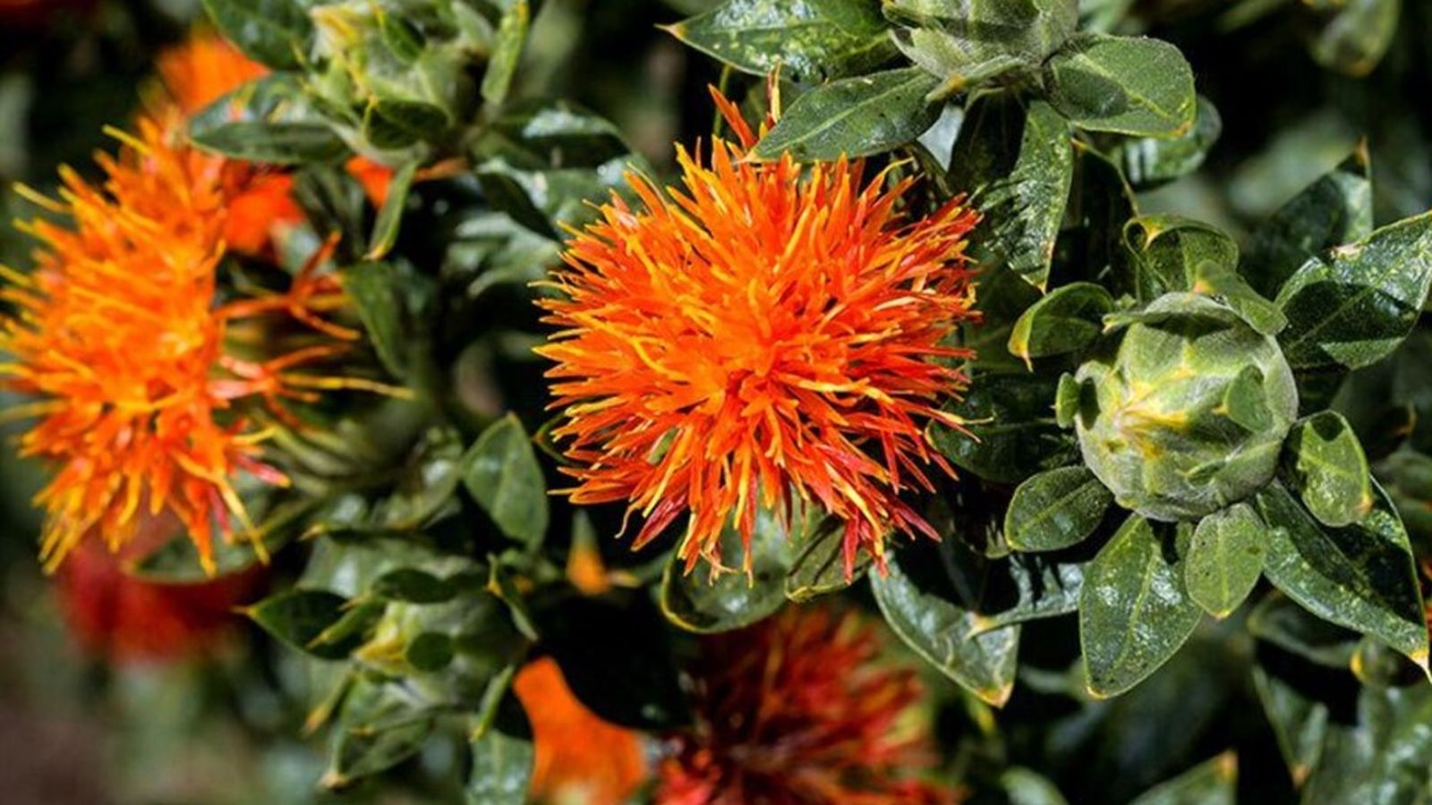 Cártamo Carthamus tinctorius