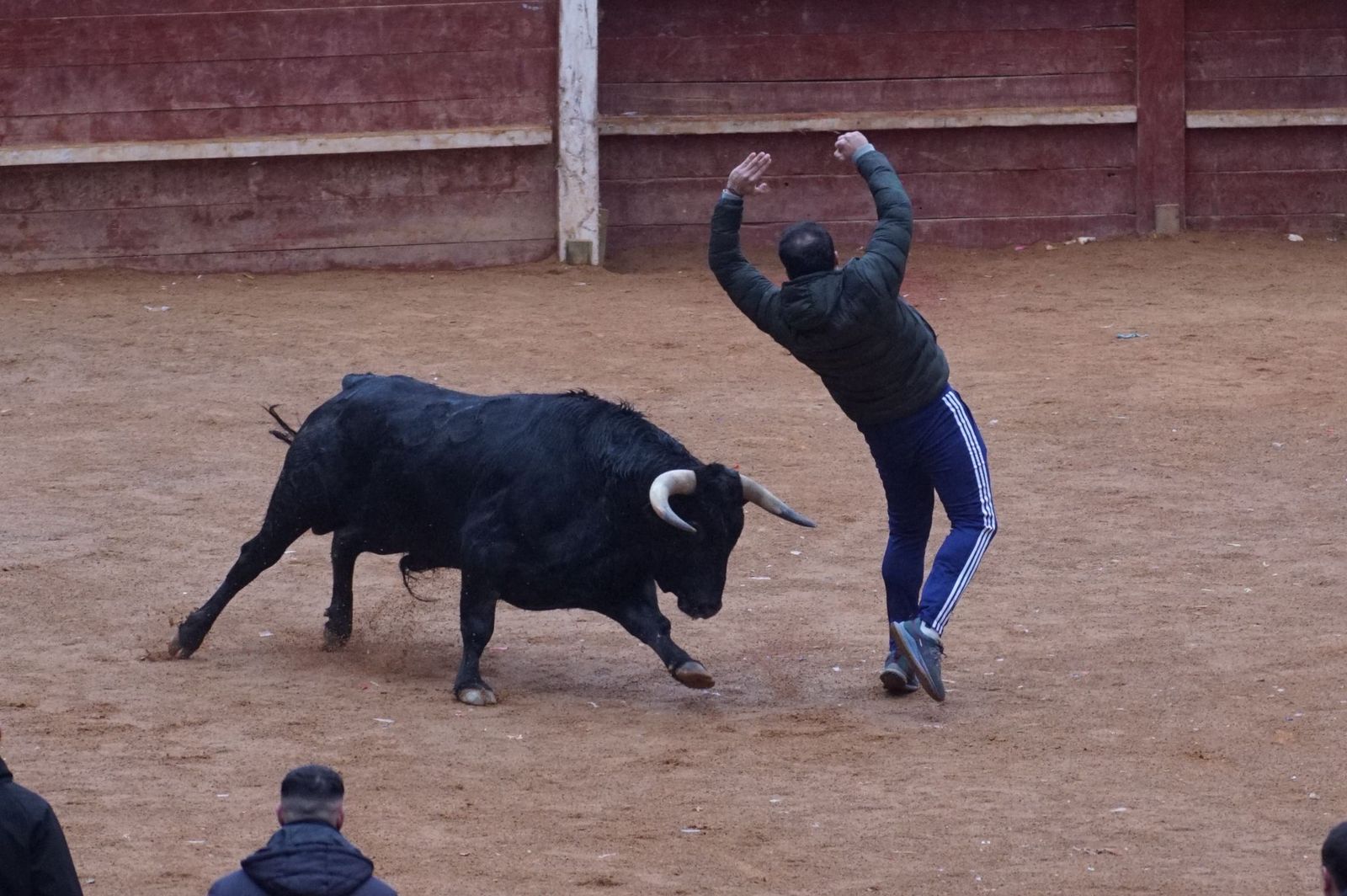 Capea matinal de domingo de carnaval en Ciudad Rodrigo (57).jpeg