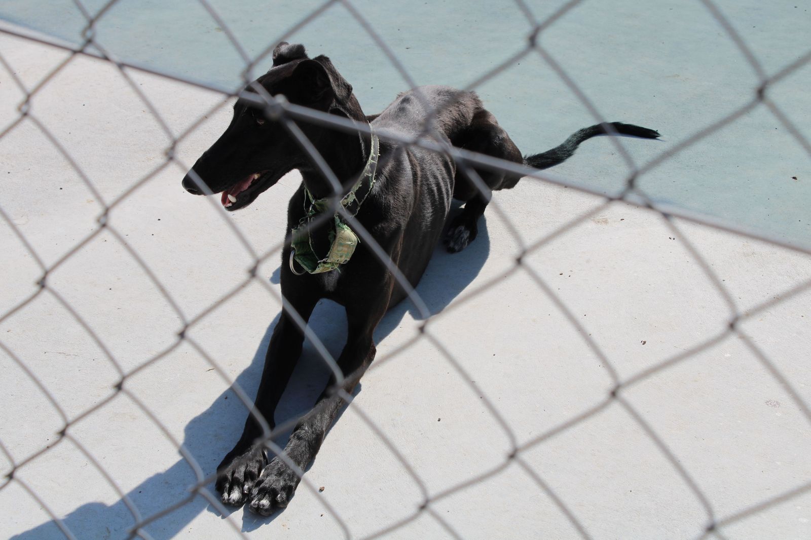 refugio-de-animales-del-ayuntamiento-de-salamanca-45