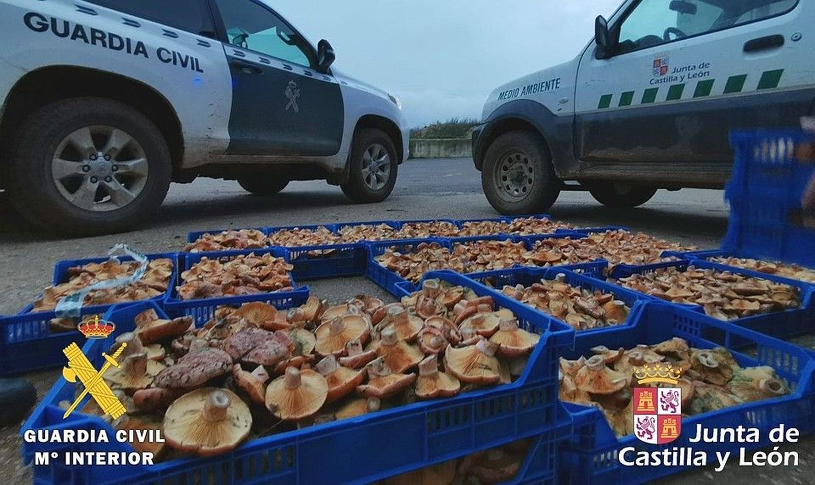 Níscalos. Foto de archivo
