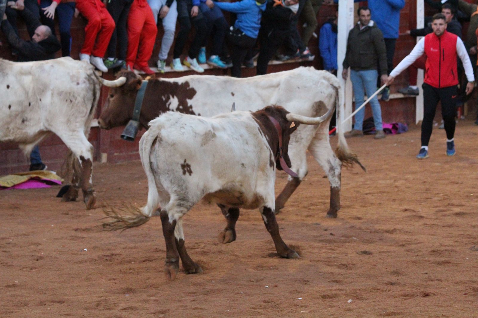 capea-de-ciudad-rodrigo-21