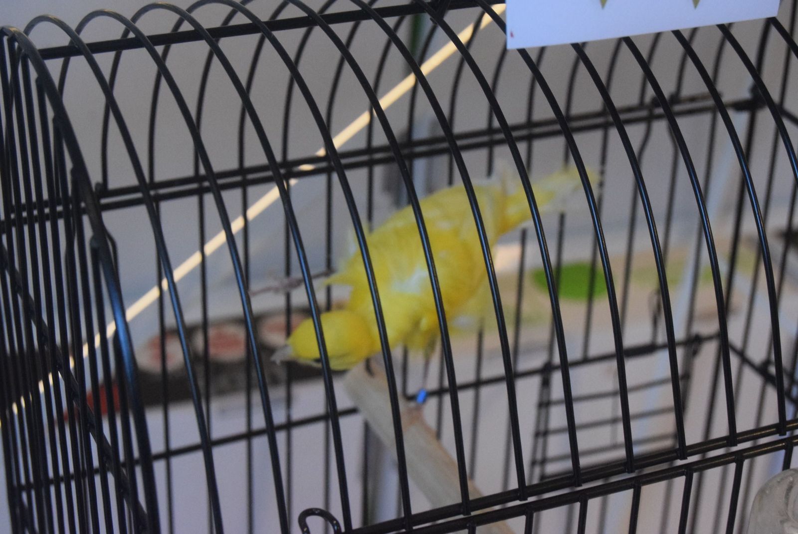 exposicion-ornitologica-en-el-colegio-universitario-6