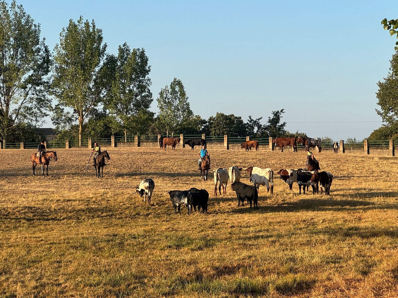 Aldeadávila, encierro urbano 27 de agosto 25 (3).jpg