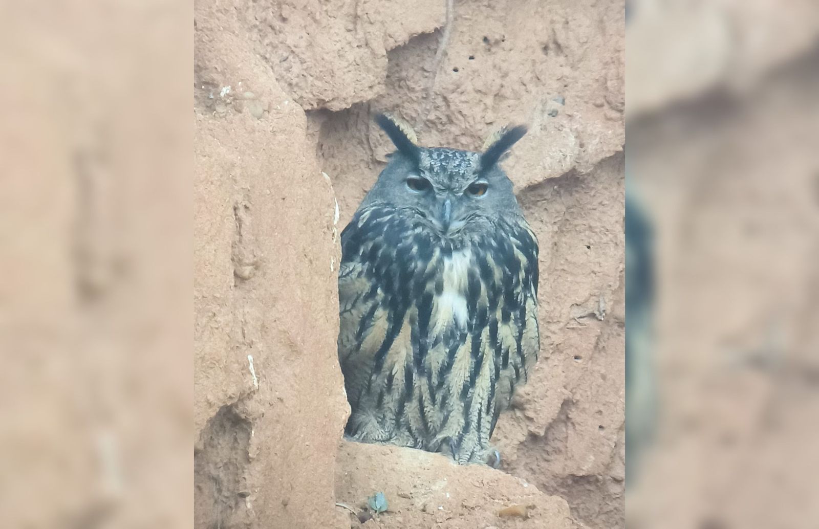 Búho Real, una de las especies afectadas