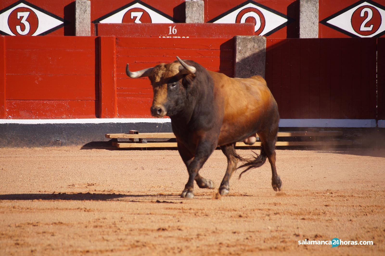 Toros de Montalvo (24)