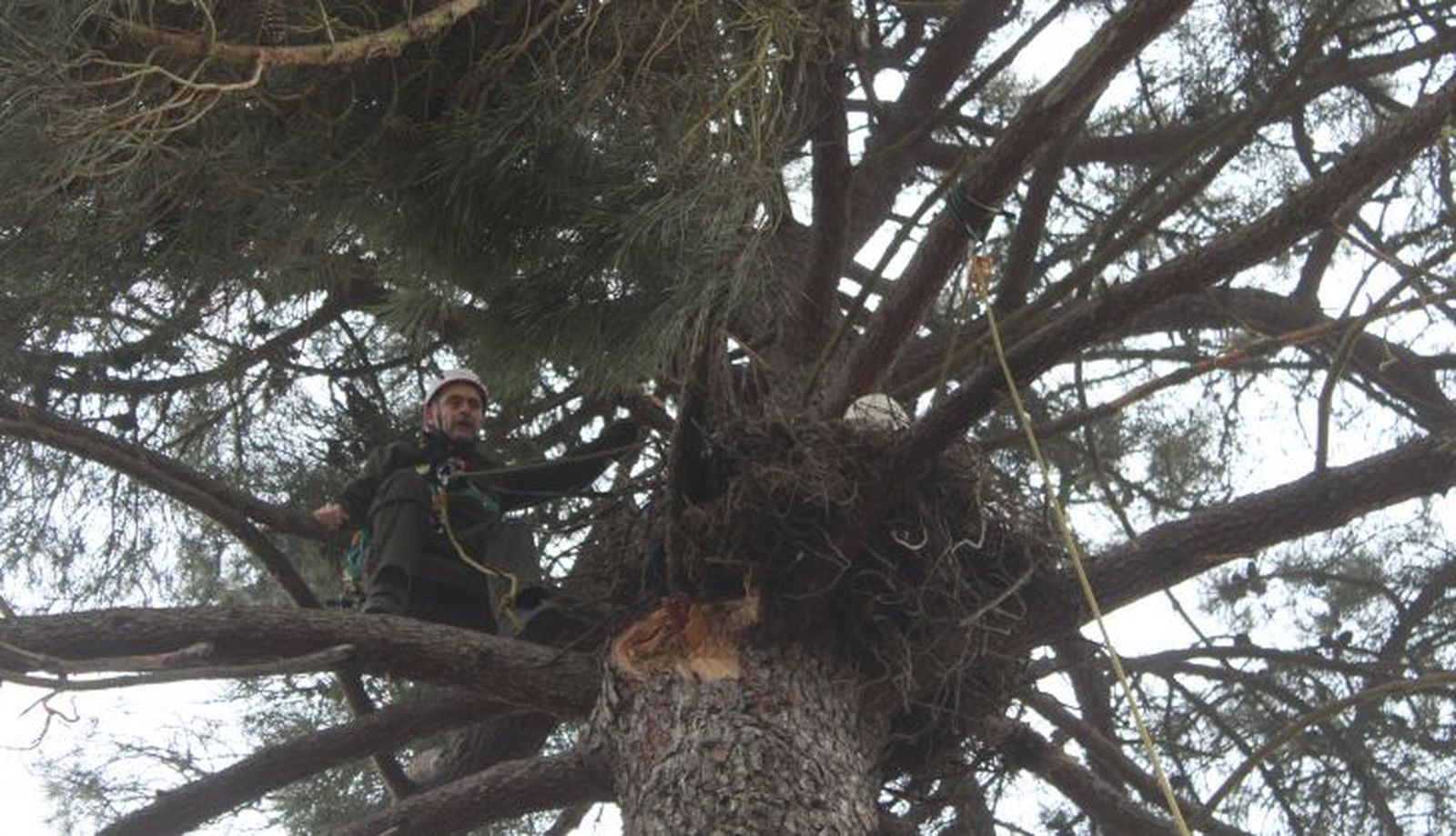 Grupo de Intervenciones en Altura, agentes medioambientales, reparación nido cigüeña negra en Espeja (95)