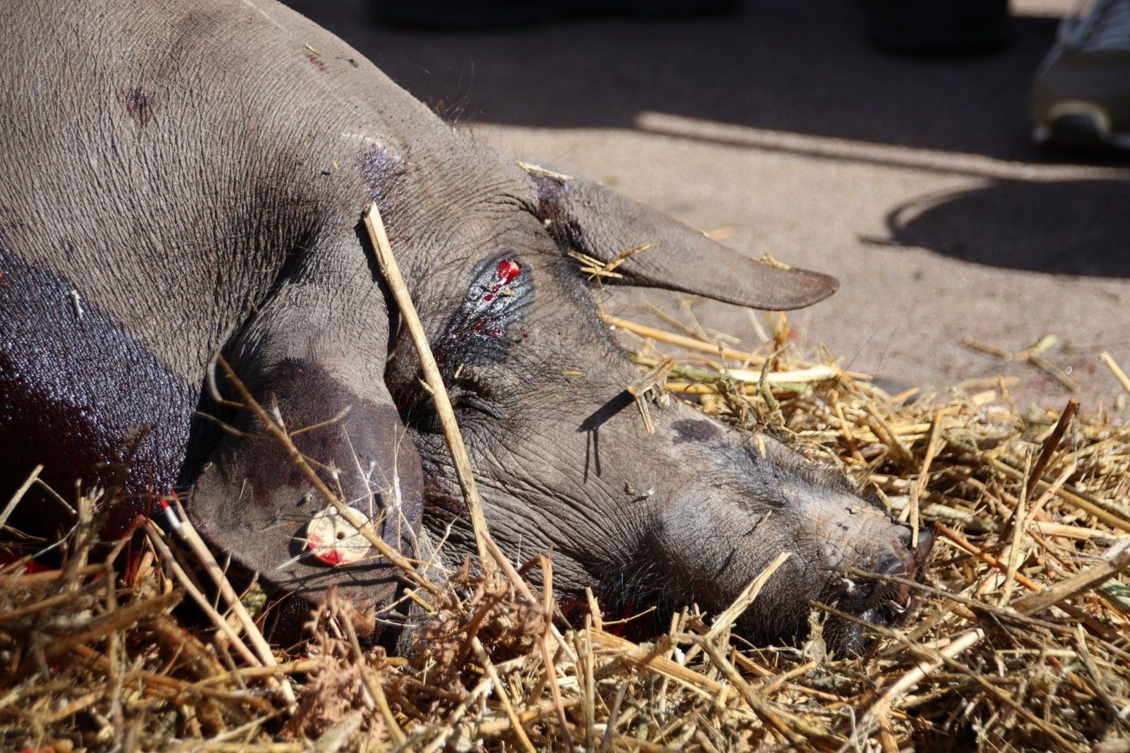 20240217134347-img-6893