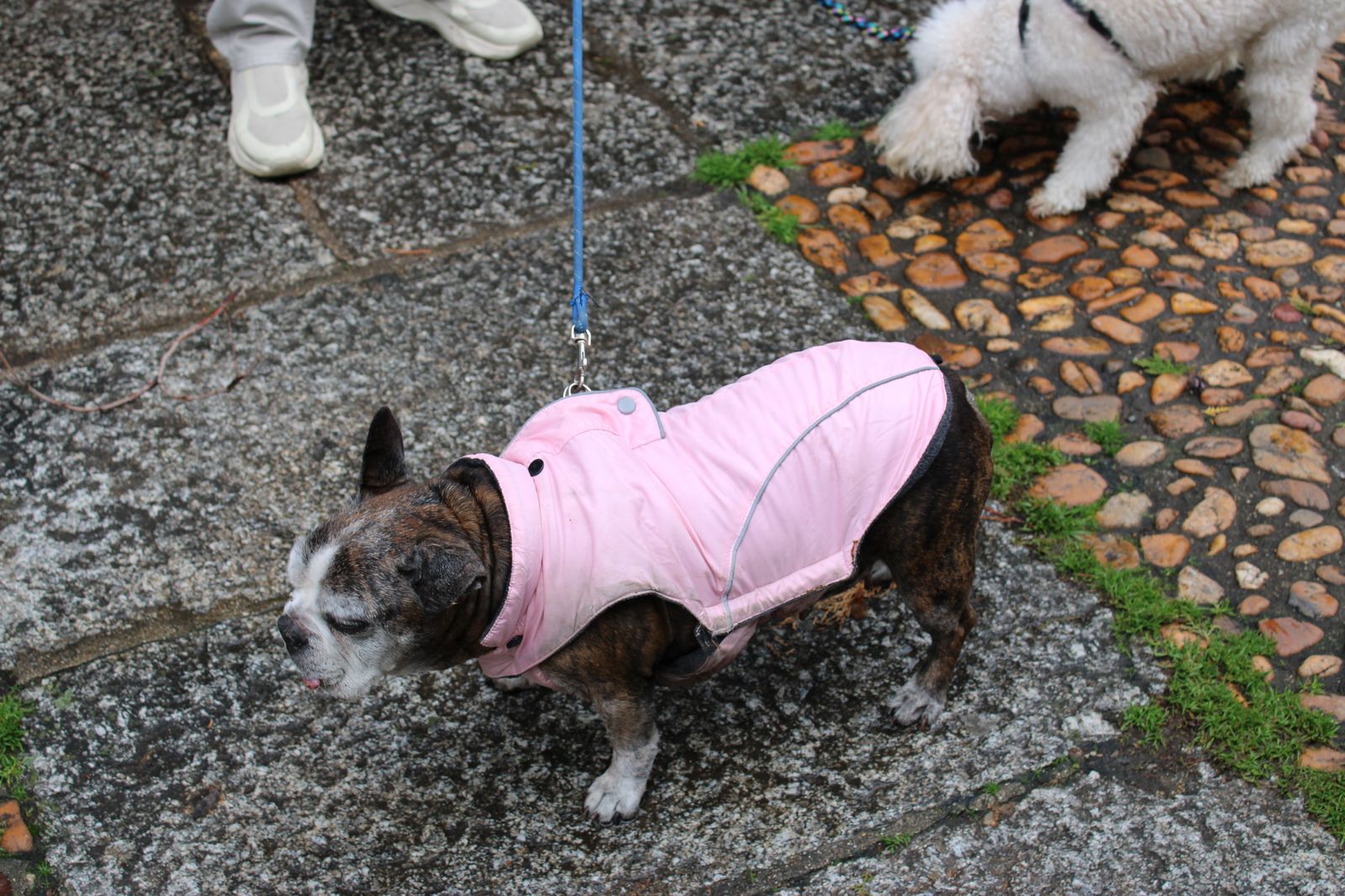 san-anton-bendicion-de-animales-2024-foto-s24h-17