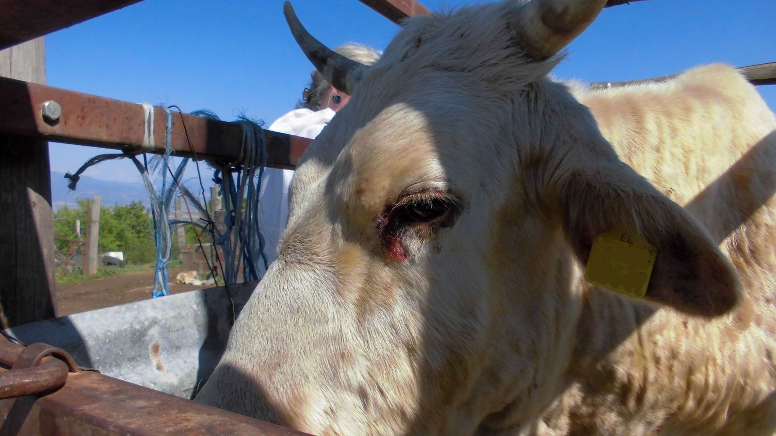 Vaca atendida por los servicios veterinarios por la Dermatosis Nodular Contagiosa