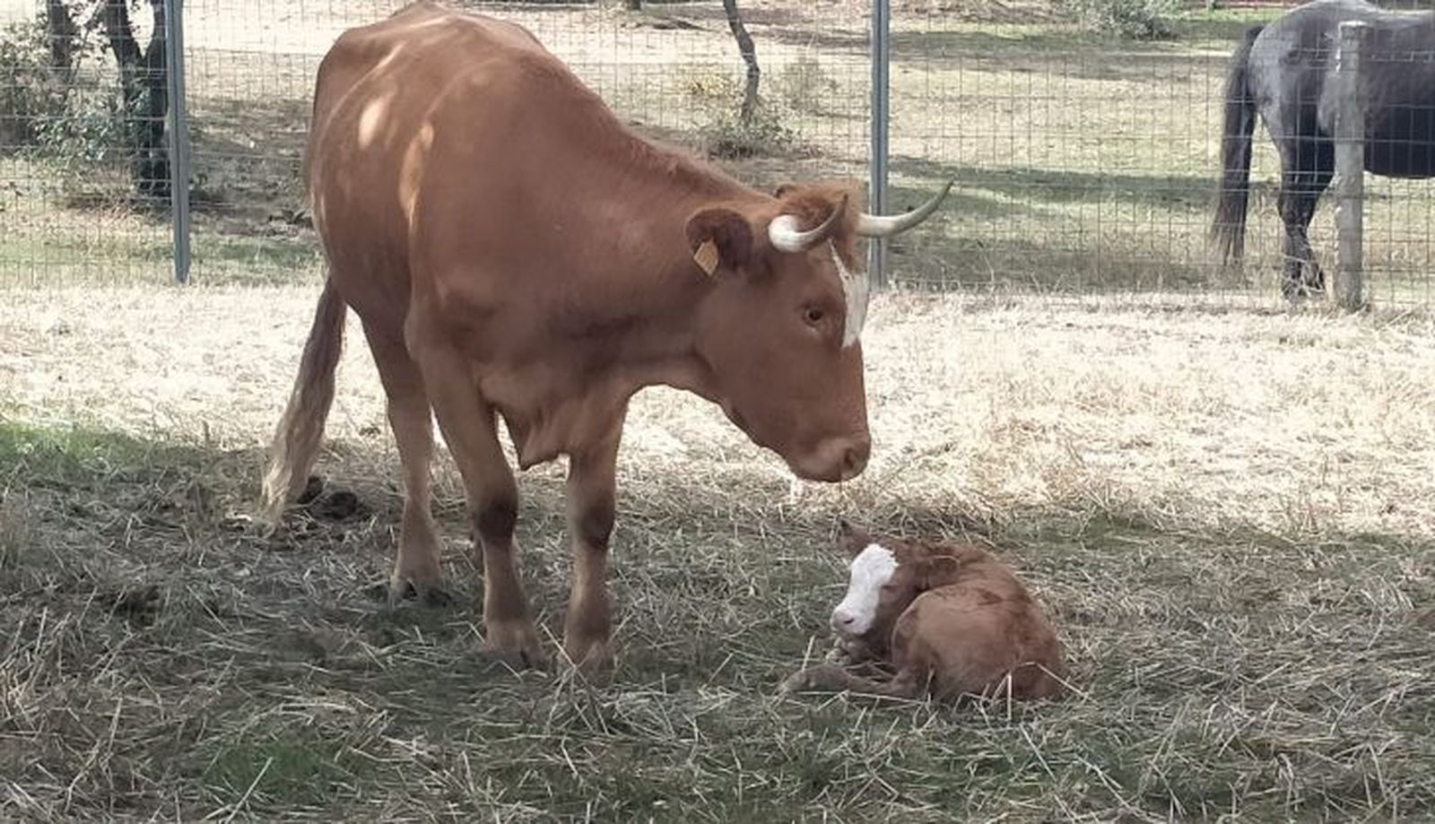 Una vaca con su cría de la agricultora y ganadera salmantina Lorena Mateos