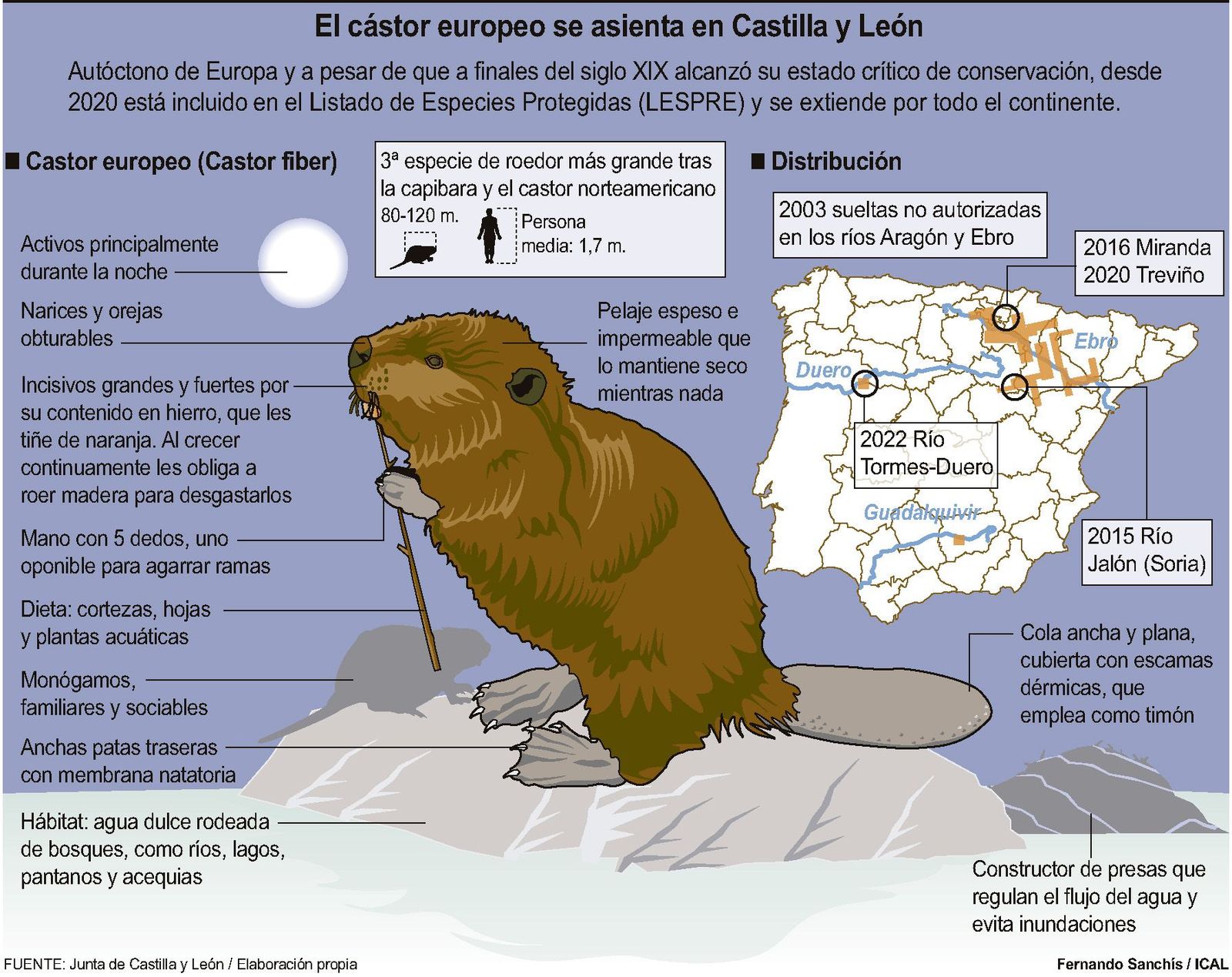 El cástor europeo se asienta en Castilla y León - Fernando Sanchís
