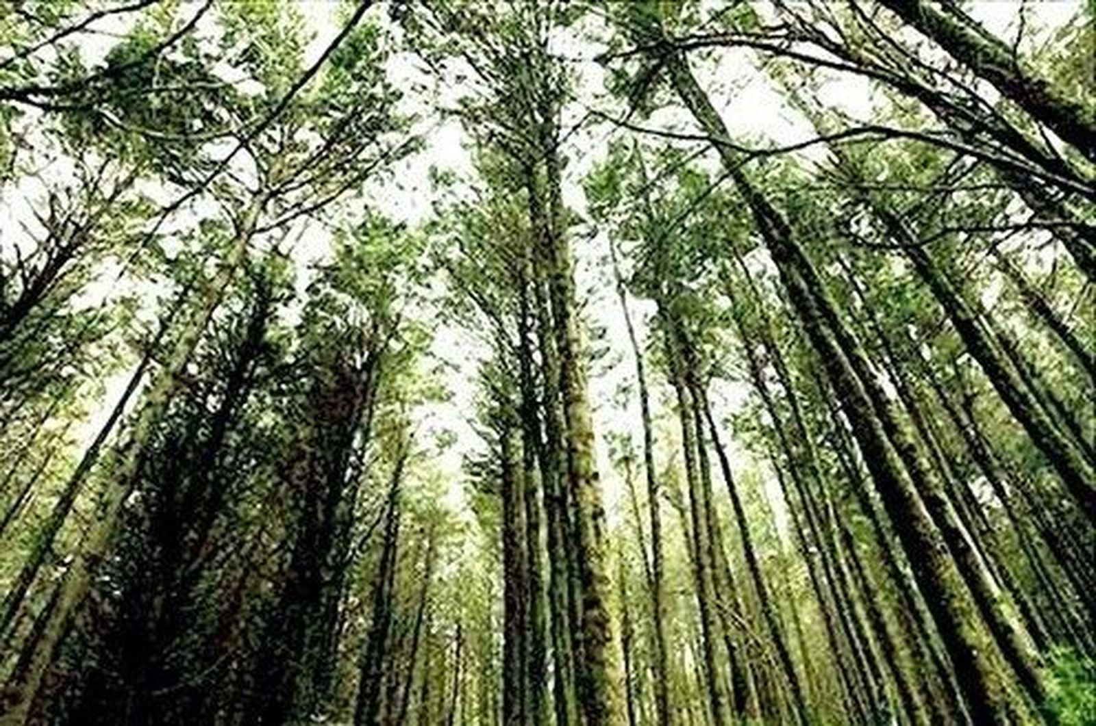 La Unesco aprueba la Reserva de la Biosfera del Real Sitio de San Ildefonso - El Espinar