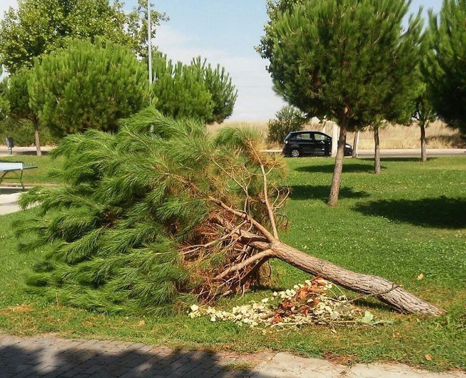 El Ayuntamiento inicia un estudio que determinará la salud y conservación del arbolado de la ciudad