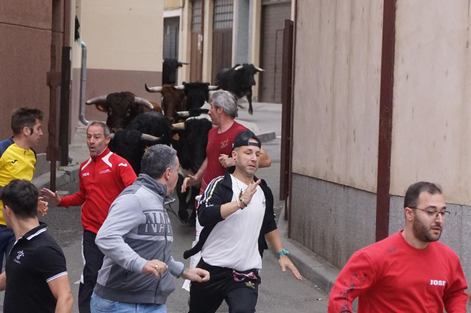 Alba de Tormes celebra un encierro, capea y encierro de minibueyes