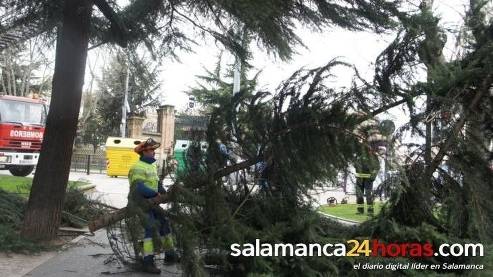 Árbol derribado por el viento