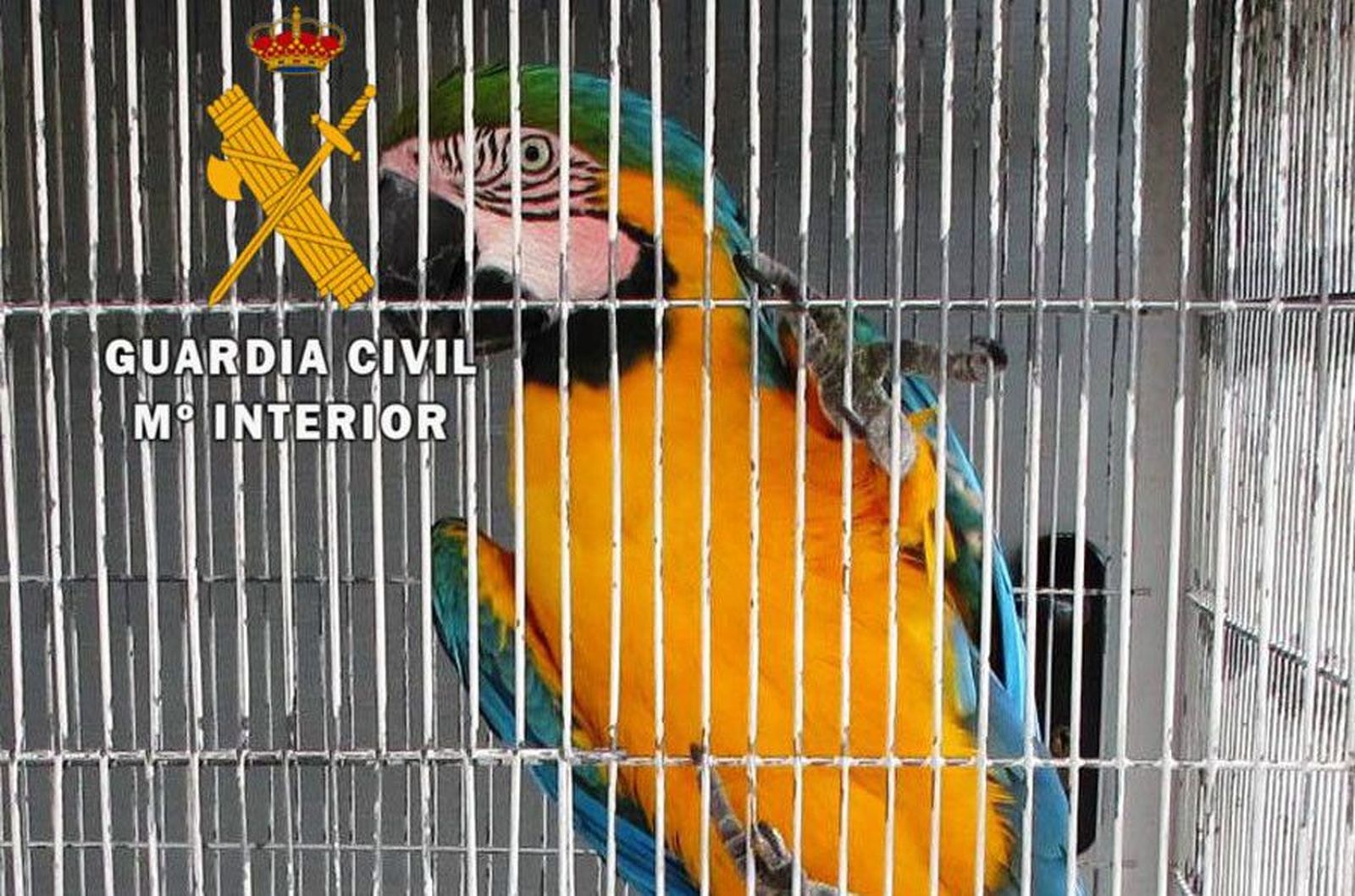 Delito relativo a la flora y fauna