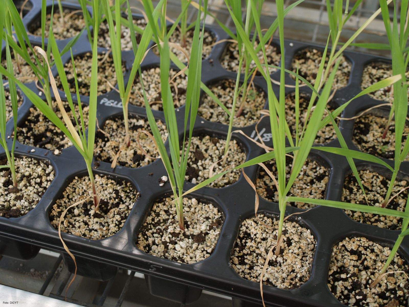 Experimentos con trigo. FOTO | IRNASA