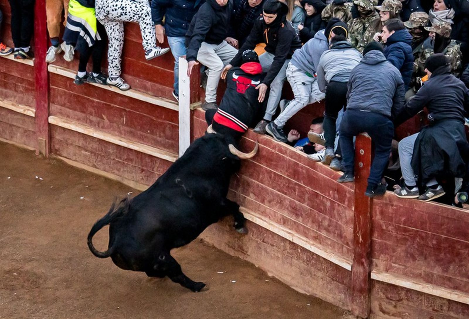 Cogida del varón herido por asta de toro en el muslo durante la capea del sábado por la tarde en Ciudad Rodrigo