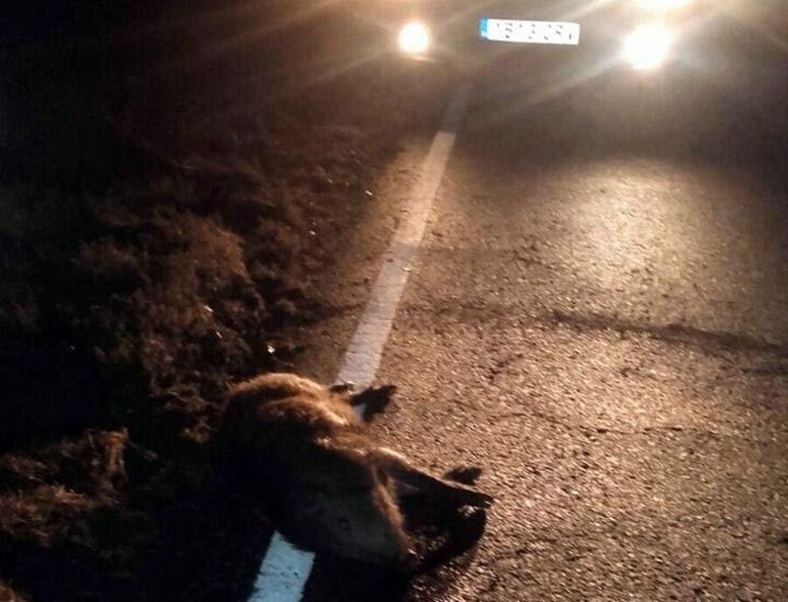 Un jabalí provoca un accidente entre Vegalatrave y Losacino de Alba