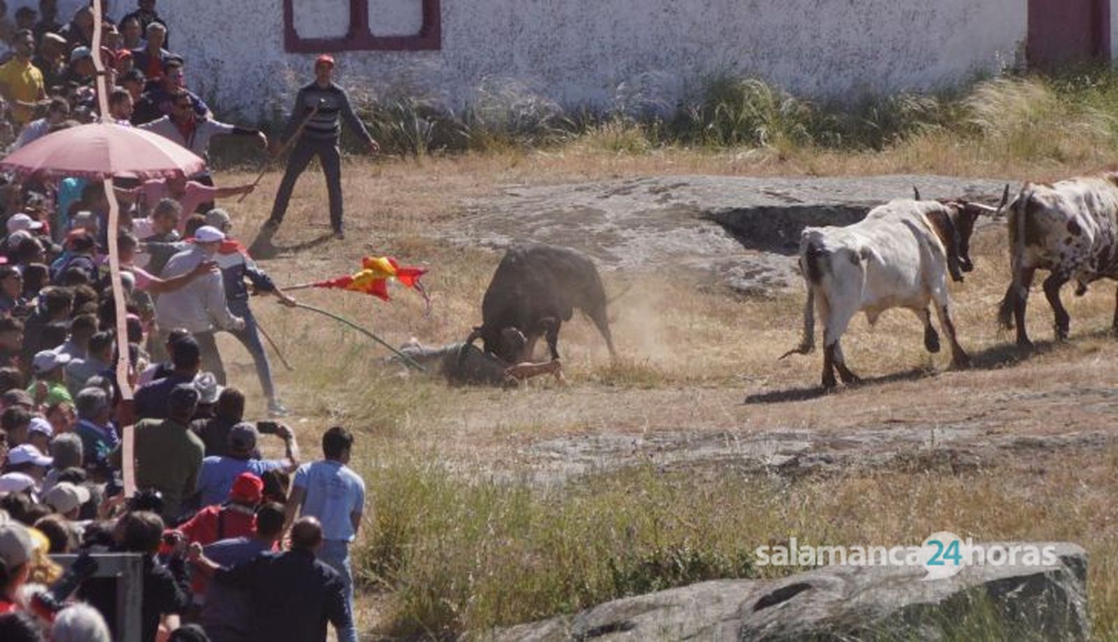 Herido un hombre tras ser volteado por un astado en los Espantos de Ledesma. Foto Juanes (3)