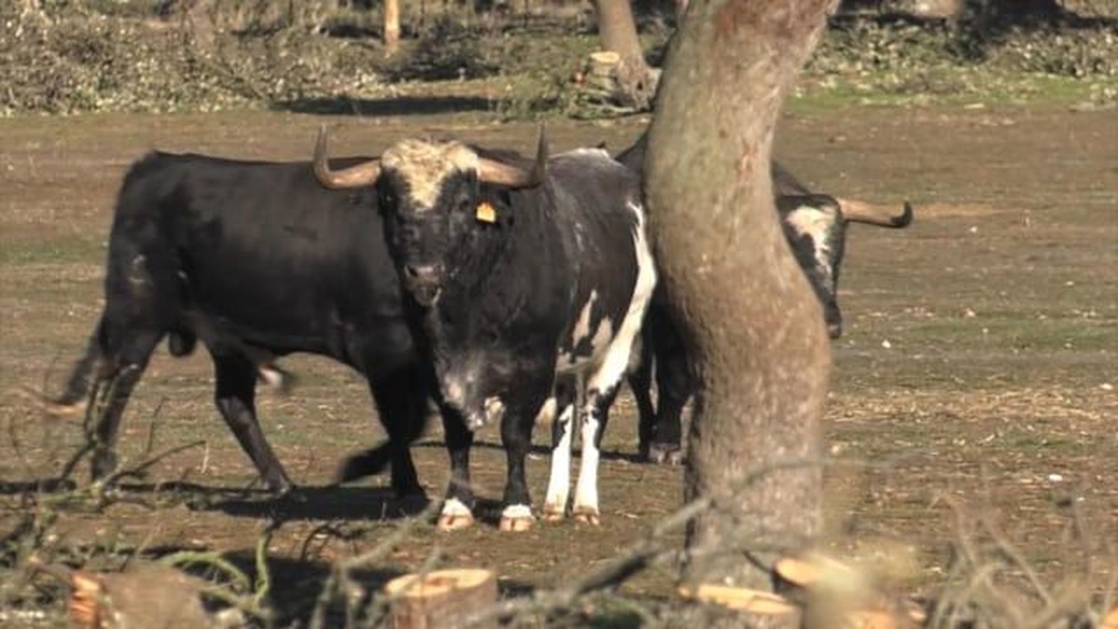 Toro del antruejo Carnaval de Ciudad Rodrigo 2019