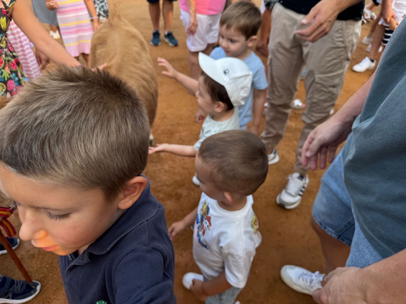 Encierro infantil de Mini Bueyes en Guijuelo durante sus fiestas 2025
