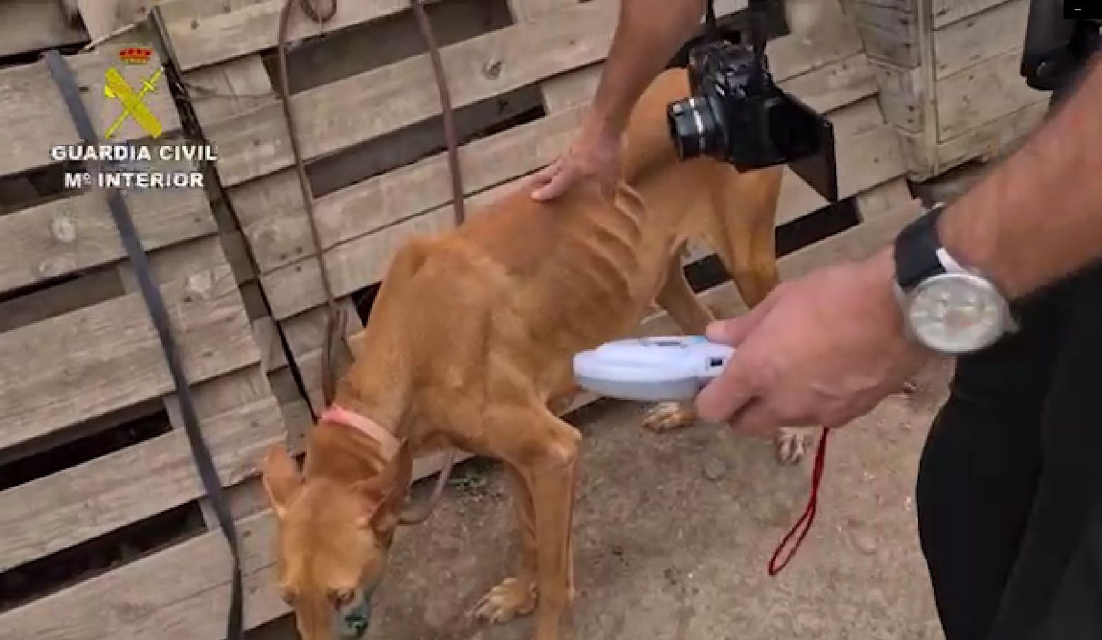 Una de las actuaciones del SEPRONA sobre maltrato animal