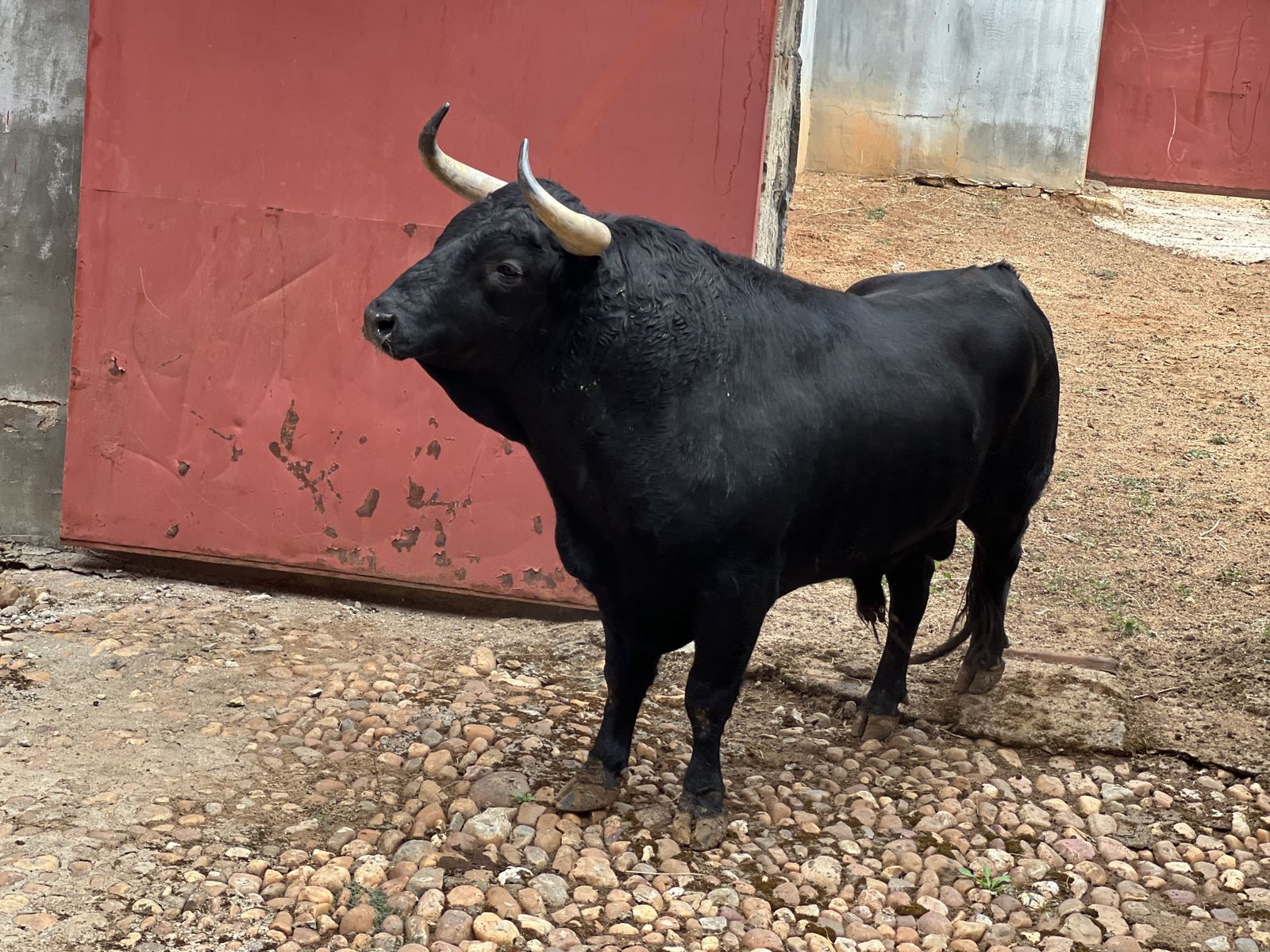 4 - Alejandro Talavante de Garcigrande, 20 de septiembre de 2024. Foto S24H