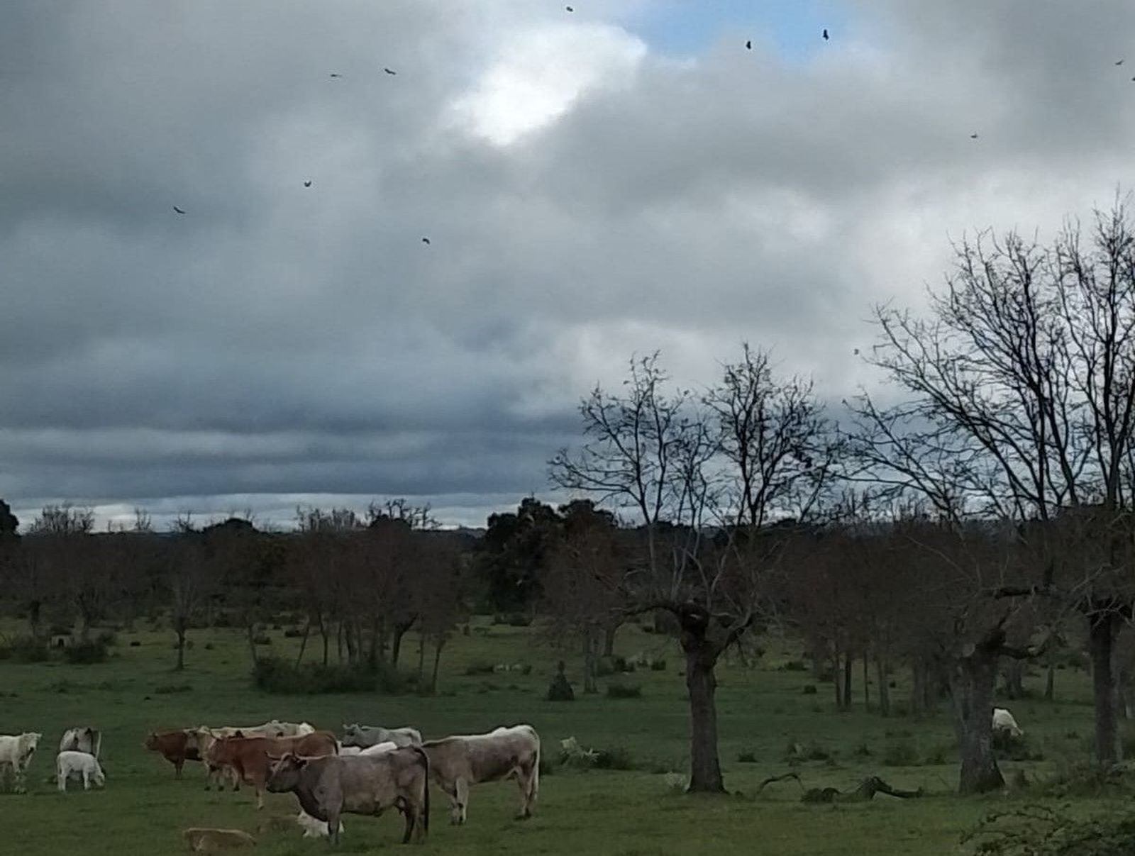 Buitres y ganado vacuno en extensivo