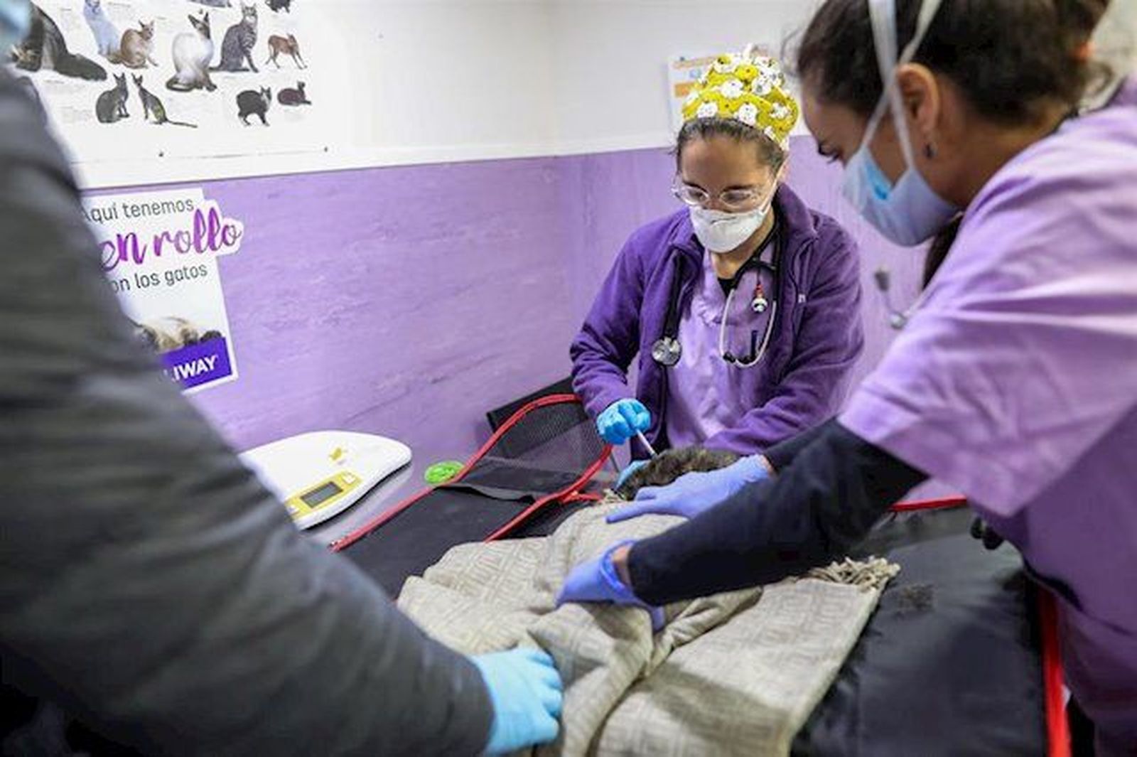 Veterinarios trabajando | Foto: EP