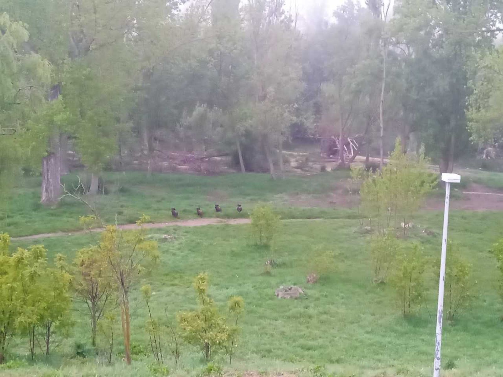 Jabalíes en el puente Romano