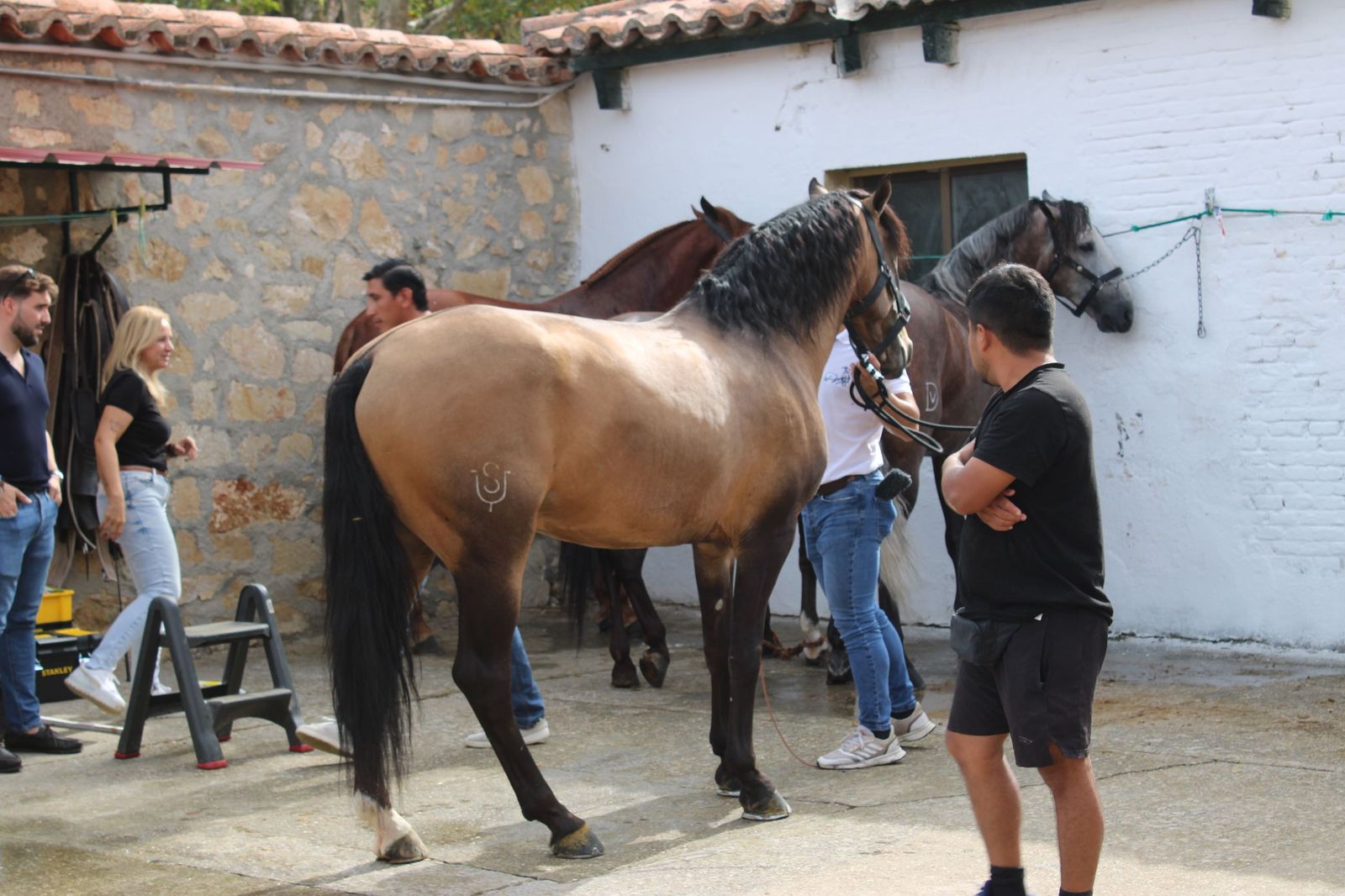 Un encierro de grata presentación de Sánchez y Sánchez para corrida de rejones de la feria