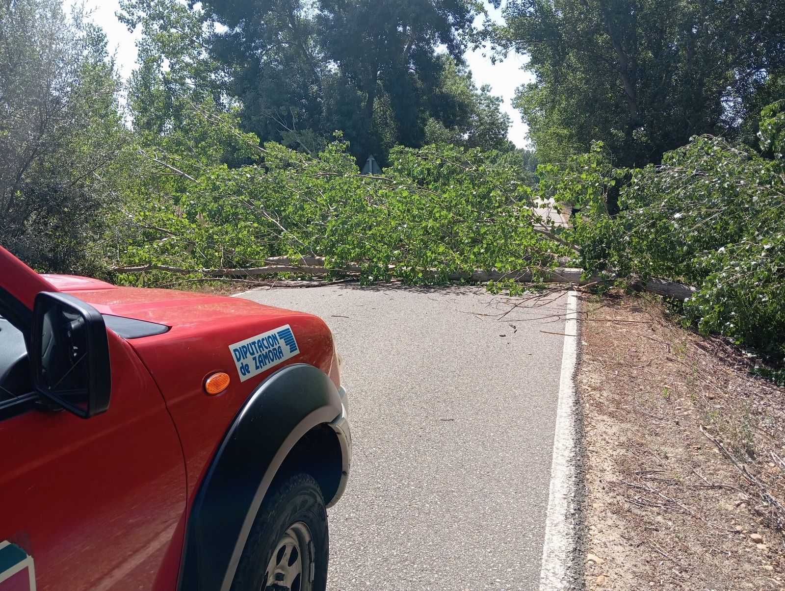 Imagen de los árboles invadiendo la calzada