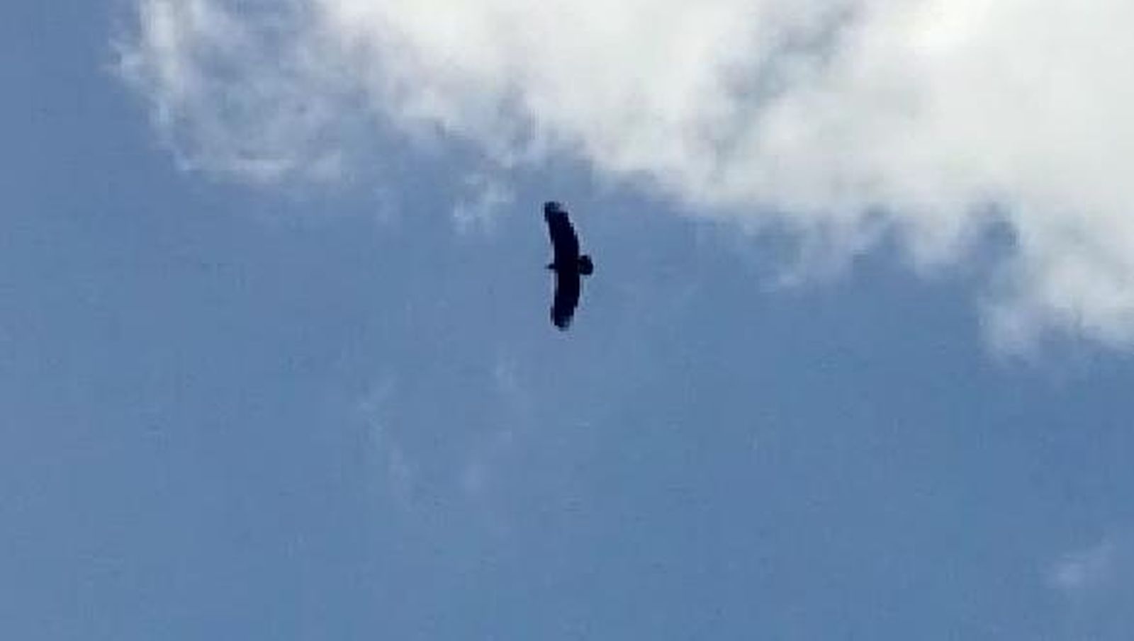 Buitre negro. Foto S24H