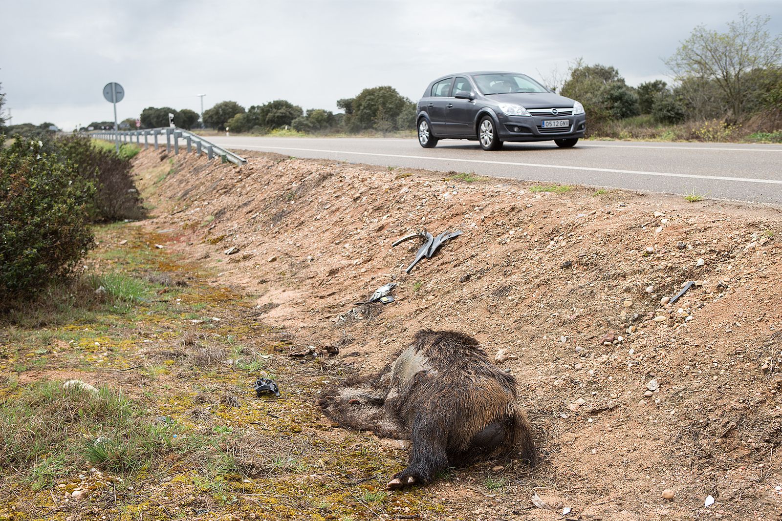 JabalÃ­ muerto en la carretra CL-527