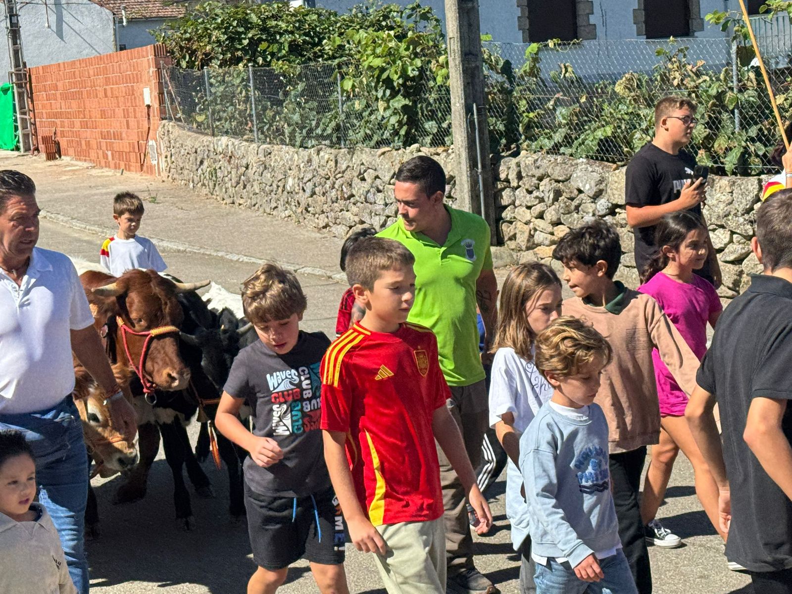 Encierro de mini bueyes en el último día de fiestas en Aldeadávila de la Ribera