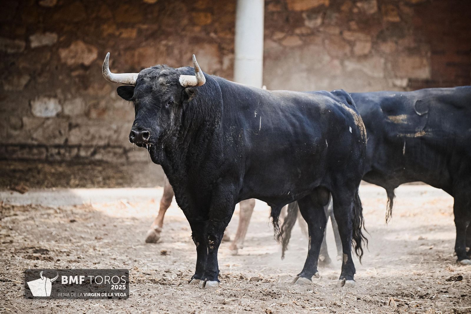 Sorteo de la corrida de Vellosino para Damián Castaño, Diego San Román e Ismael Martín en La Glorieta