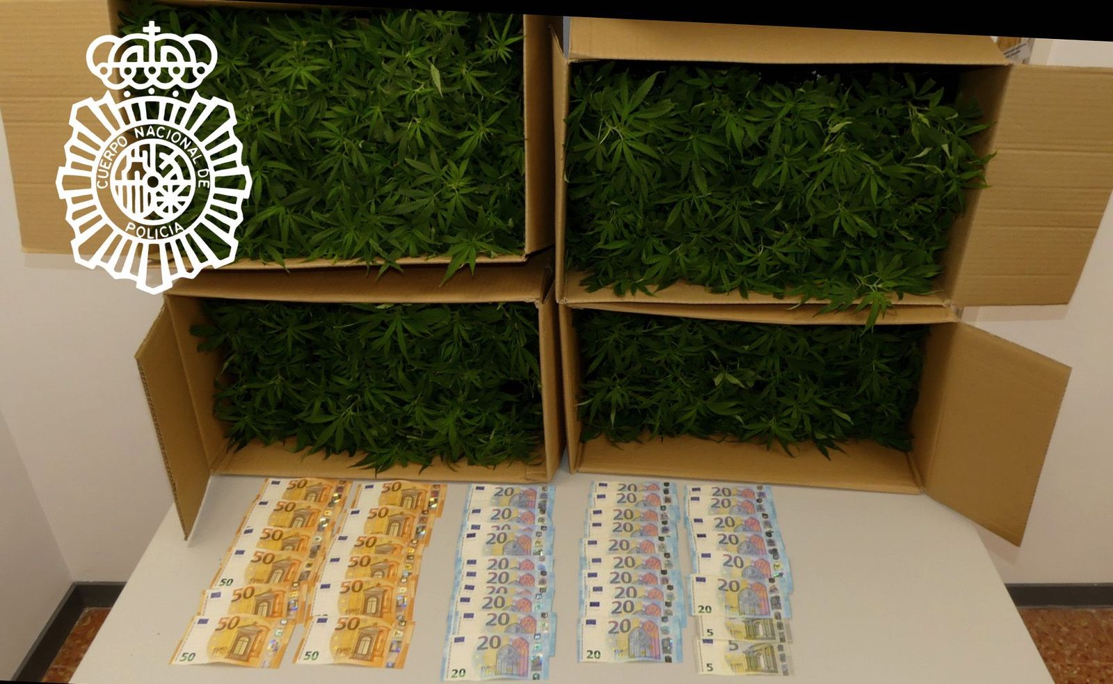 Detenido en la calle Newton con casi 1200 plantones de maría y material para su cultivo cuando intentaba llevarlos hasta Oporto