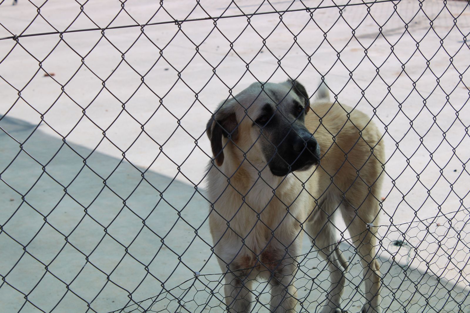 refugio-de-animales-del-ayuntamiento-de-salamanca-63