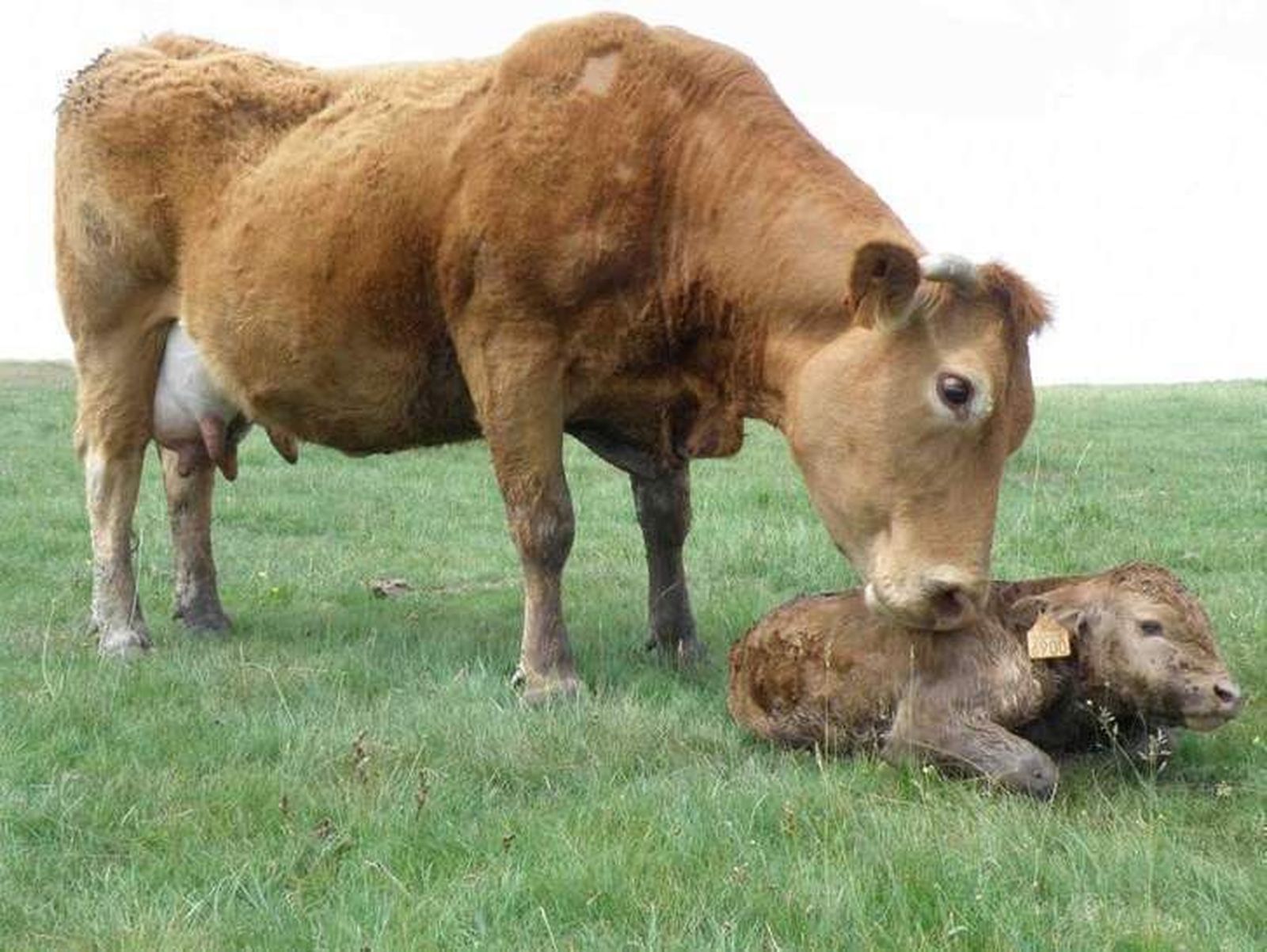 Una vaca y su ternero