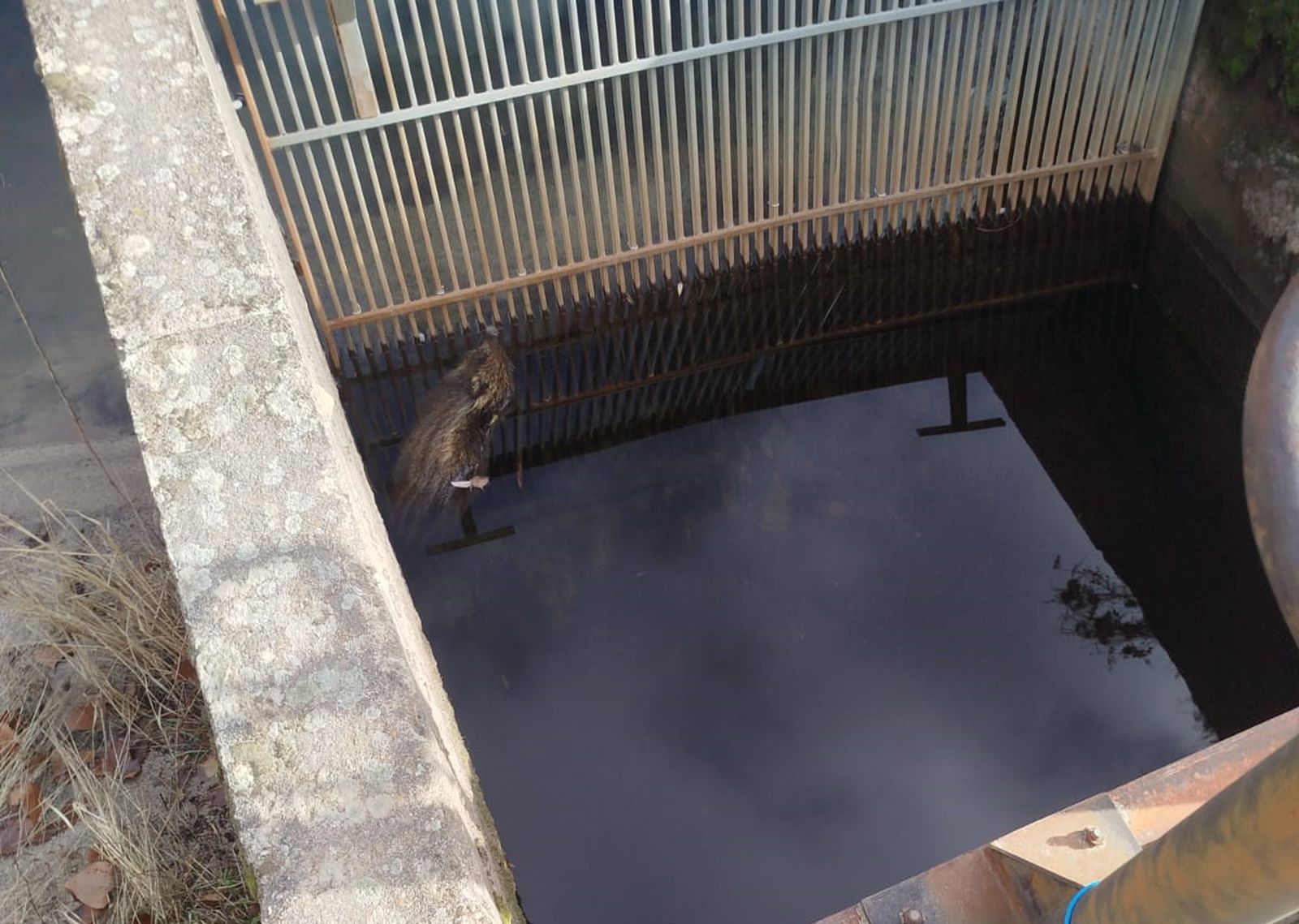 Cadáver de un jabalí flotando parcialmente en la captación de agua de El Tejado