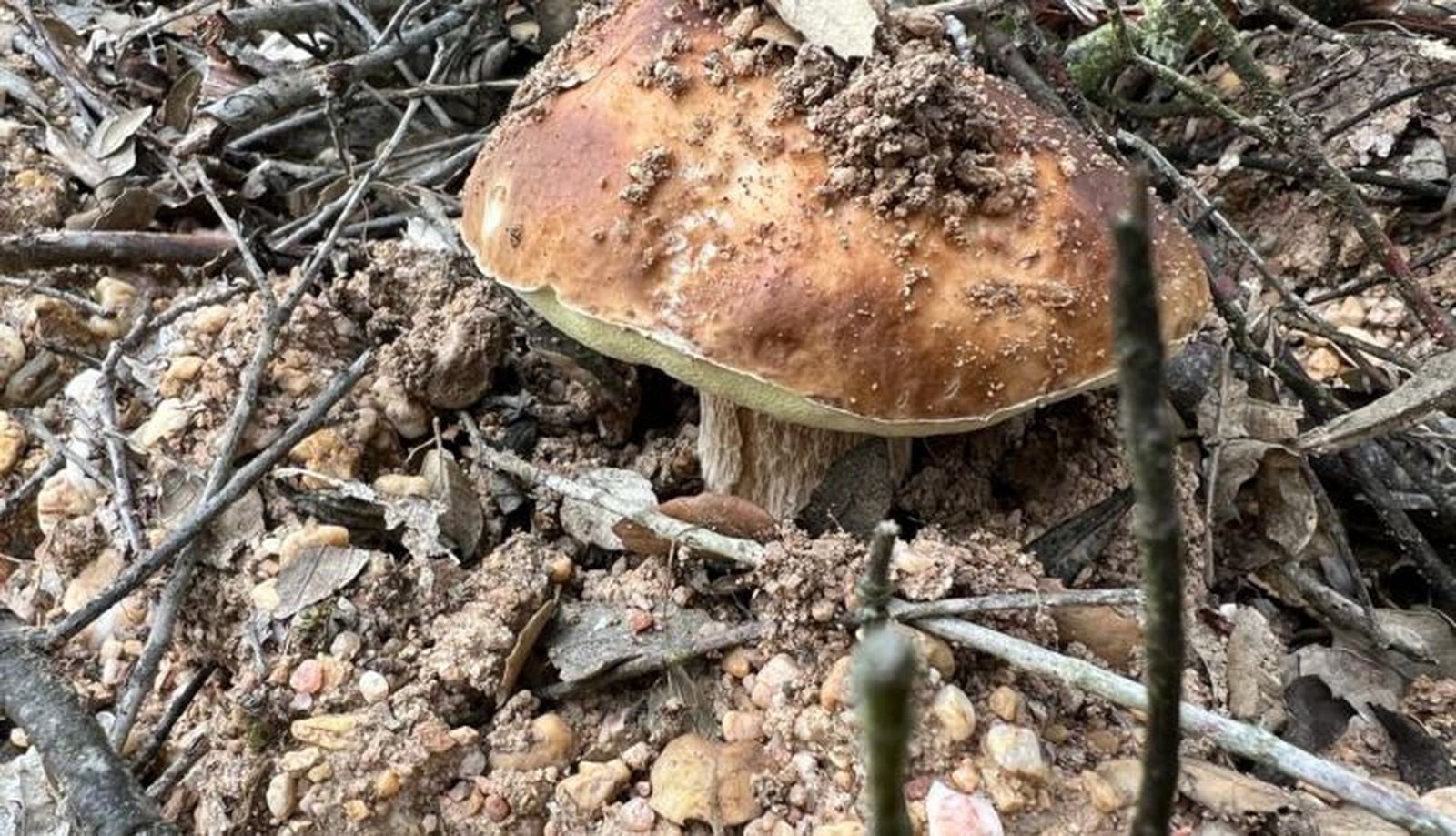 Boletus (2) Boletus (2)