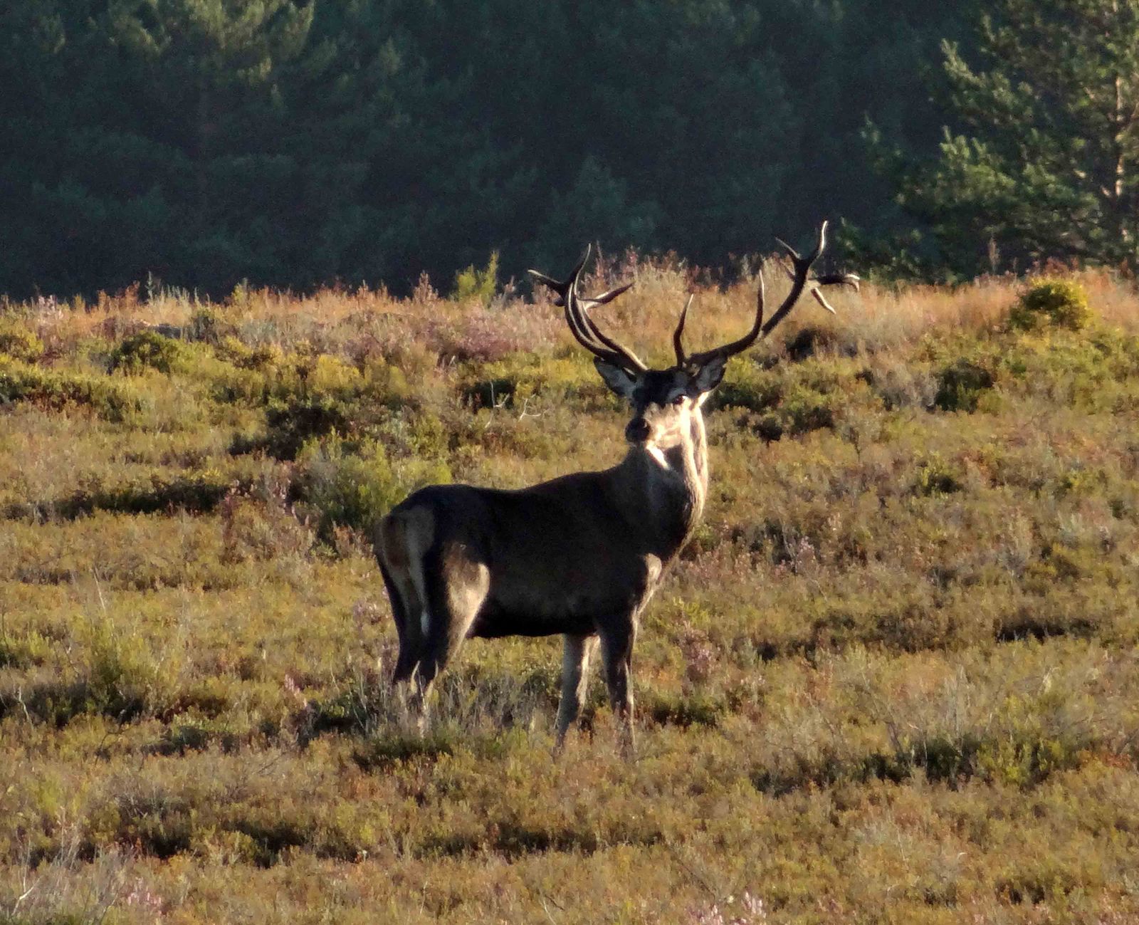 VENADO+RRC+Culebra+berrea+1.+Vicente+Fdez