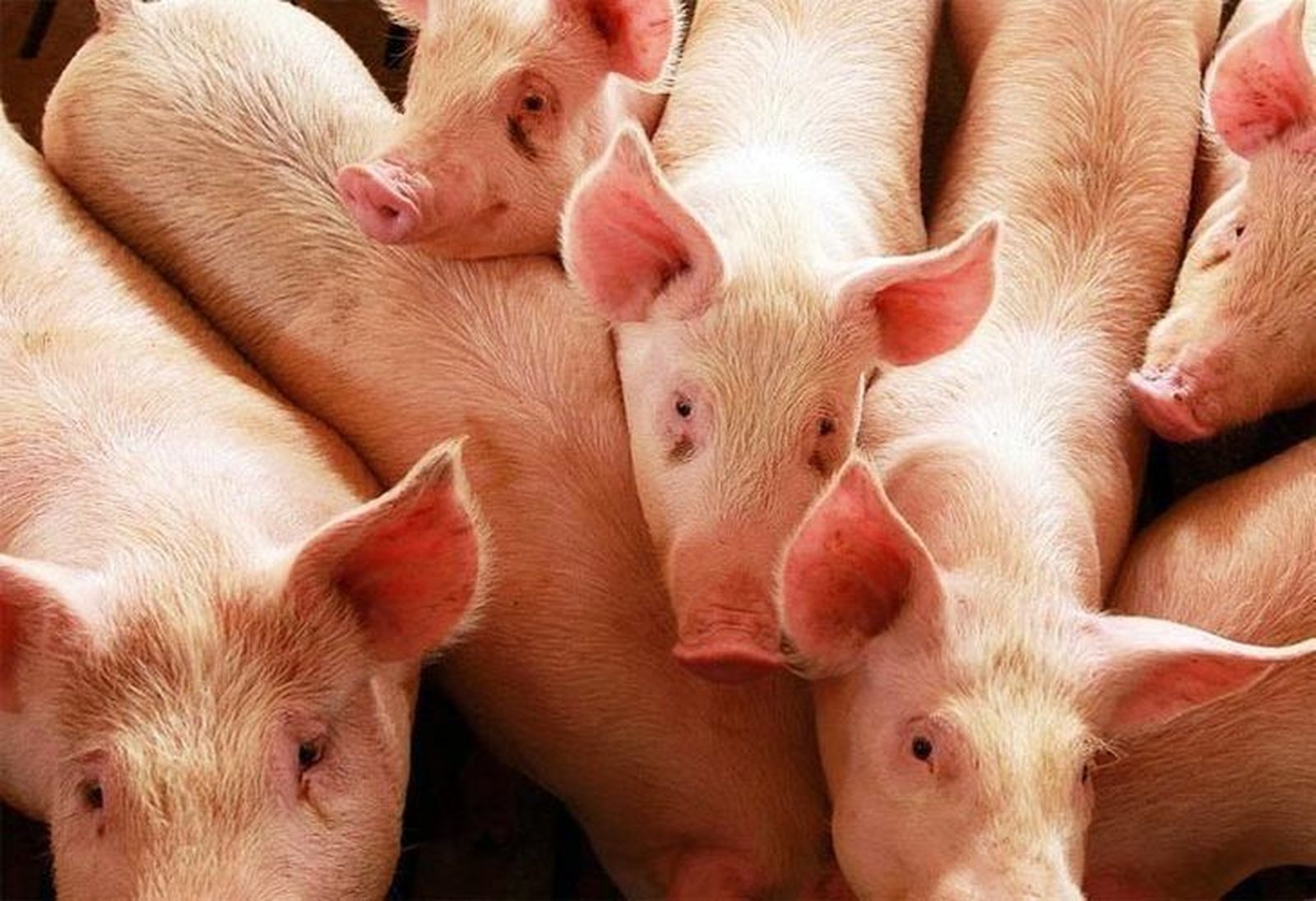 El lechazo gana medio euro en la Lonja de Zamora