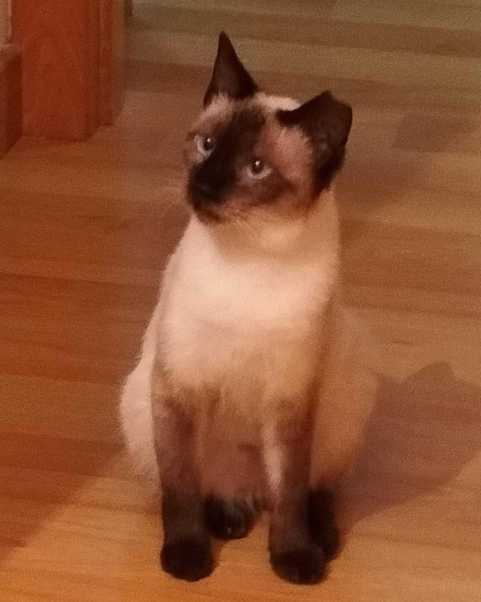 Gata en adopción Vía Facebook de Castegatos