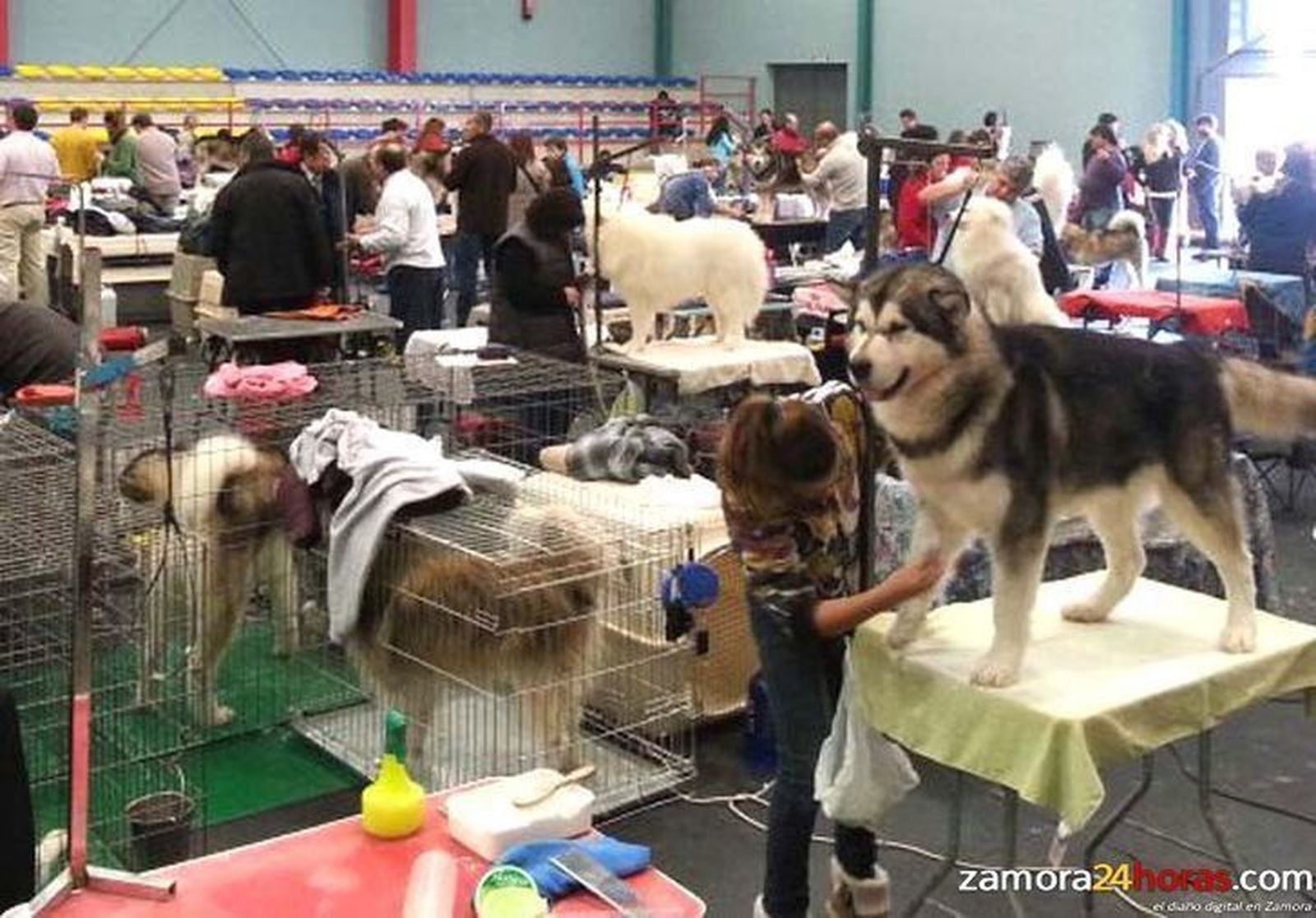 La XXXI Exposición de Perros Nórdicos trae a Corrales del Vino a los mejores 150 canes de España y Portugal