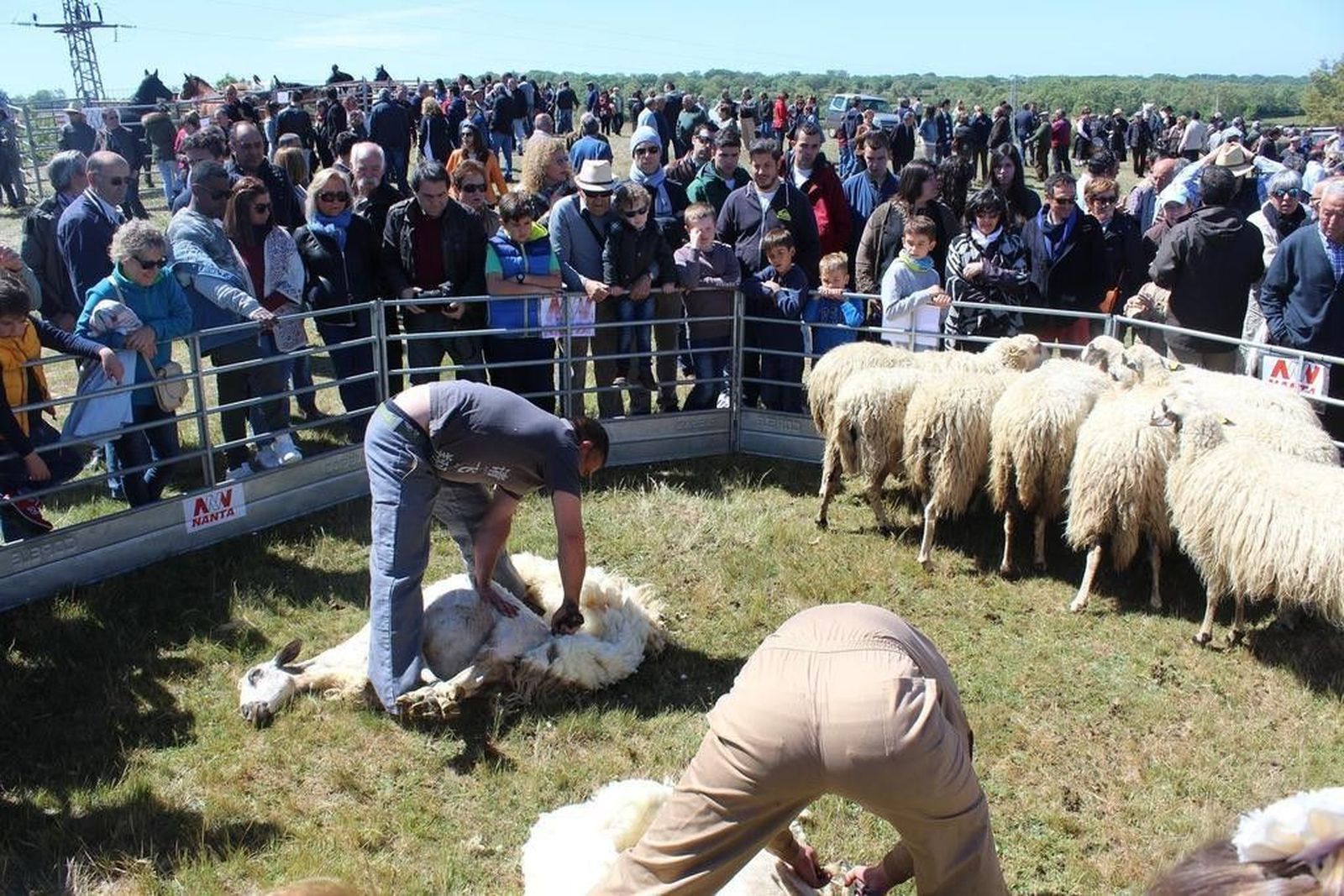 La Feria de San Felipe de Barruecopardo, a rebosar otro año más
